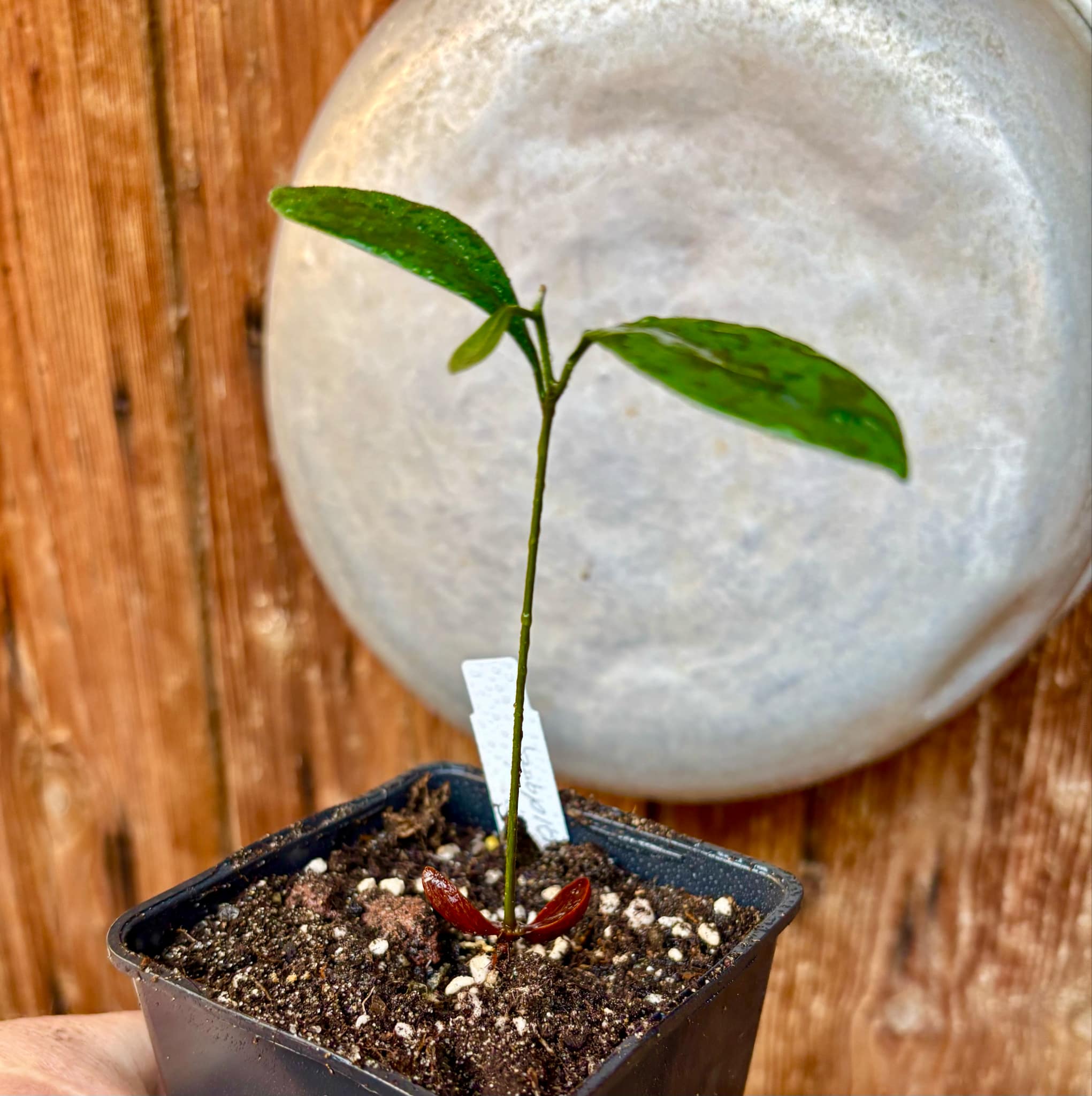 Pouteria cuspidata - 1 small potted seedling / 1 kleiner, getopfter Sämling Pouteria cuspidata - 1 small potted seedling / 1 kleiner, getopfter Sämling
