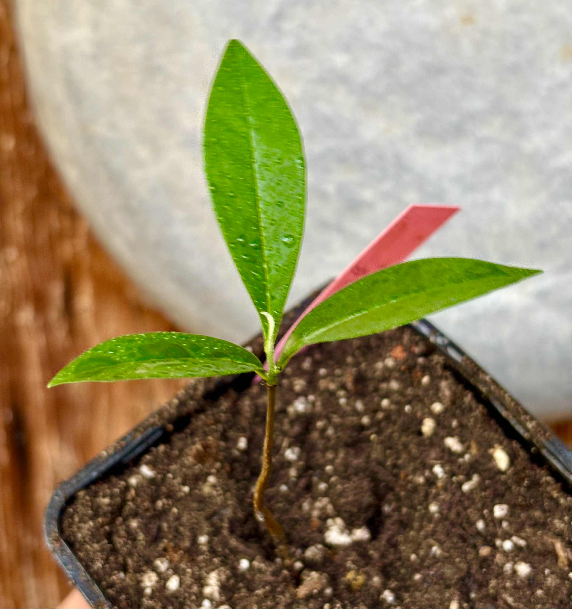 Duguetia aff. lanceolata - Pindauva Roxa -   1 potted plant / 1 getopfte Pflanze