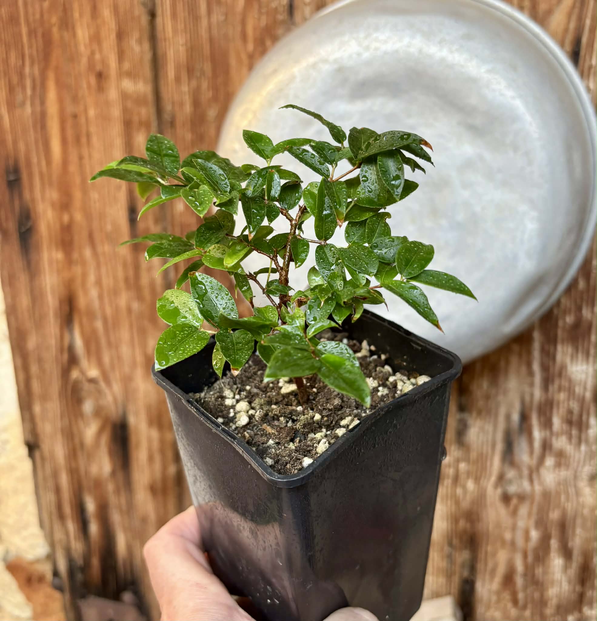 over 1 year old - Jaboticaba - Plinia sp Canelinha Polpa branca - 1 potted seedling / 1 getopfter Sämling