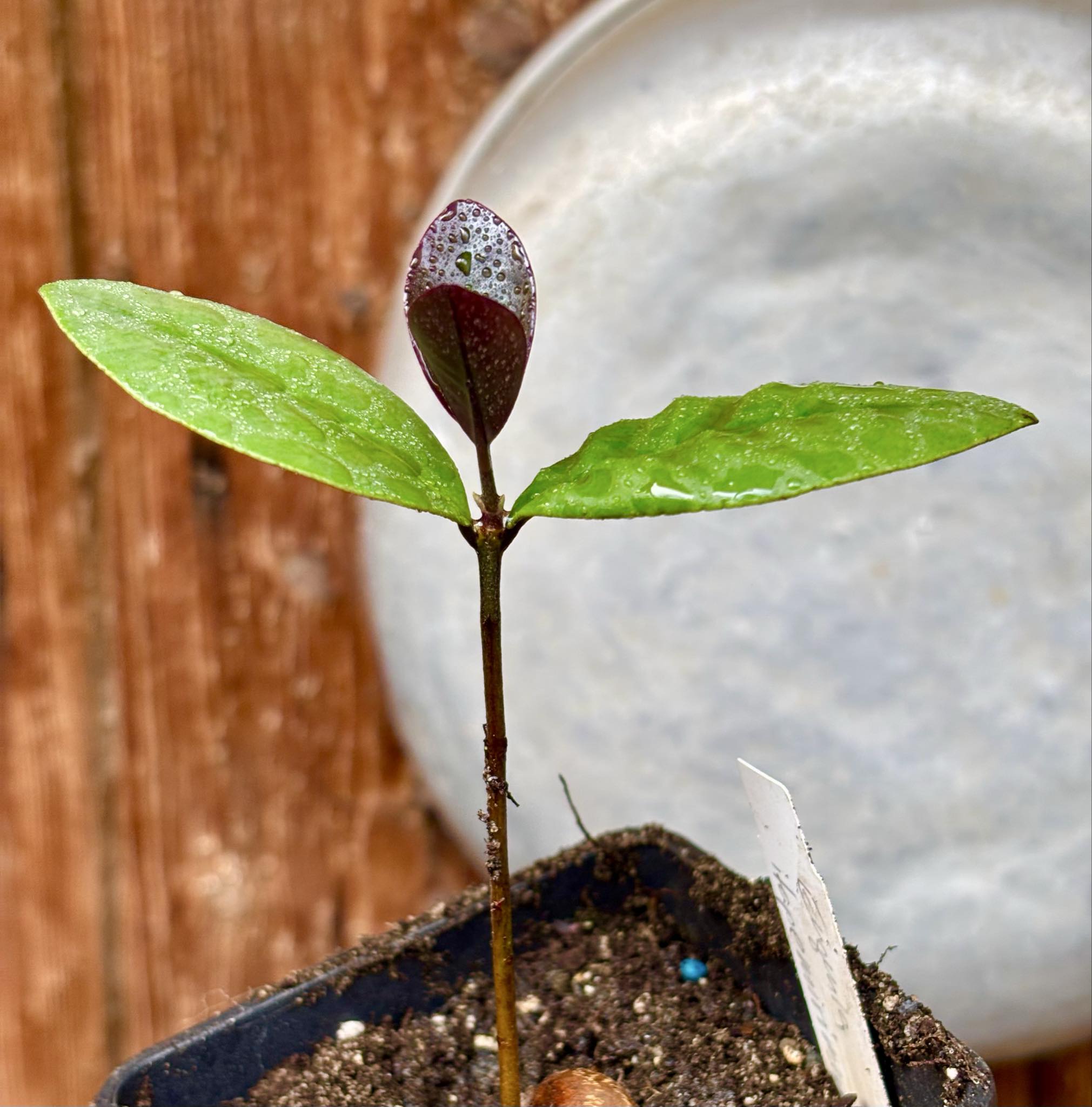 Eugenia itapemirimensis - 1 potted plant / 1 getopfte Pflanze