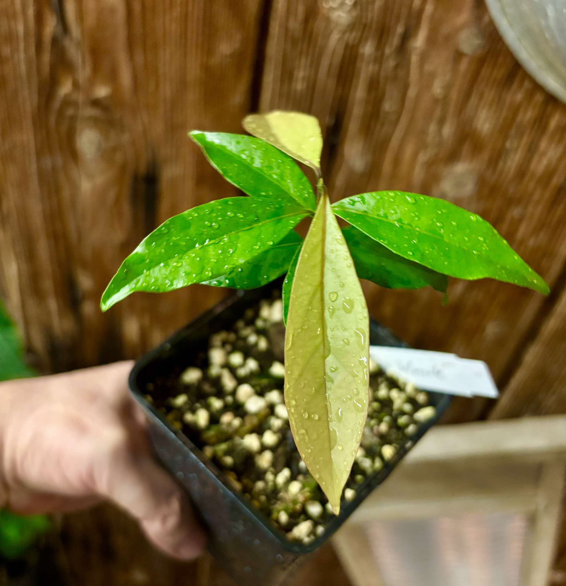 Eugenia sp Belmonte -  1 small potted seedling / 1 kleiner, getopfter Sämling