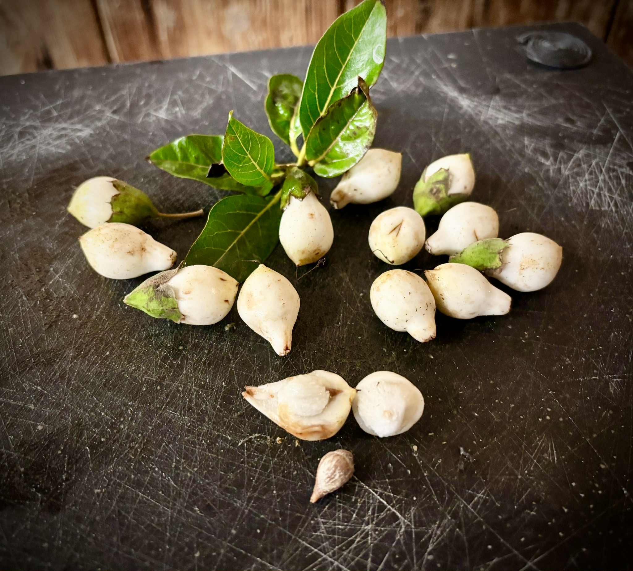 Cordia taguahyensis - Frutinha de Leite- 1 fresh seed / 1 frischer Samen