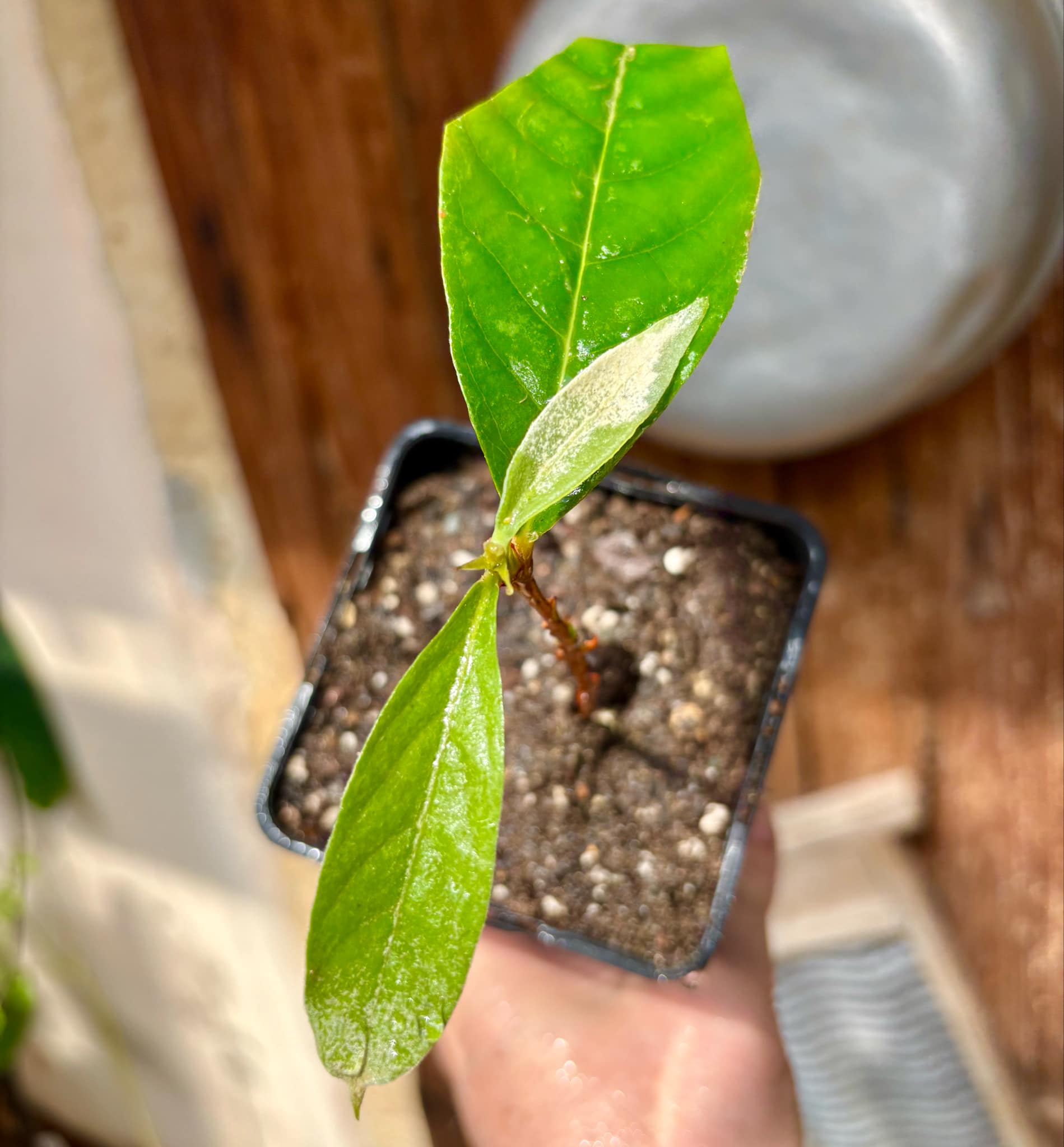 Couepia polyandra - Olosapo - 1 potted seedling / 1 getopfter Sämling