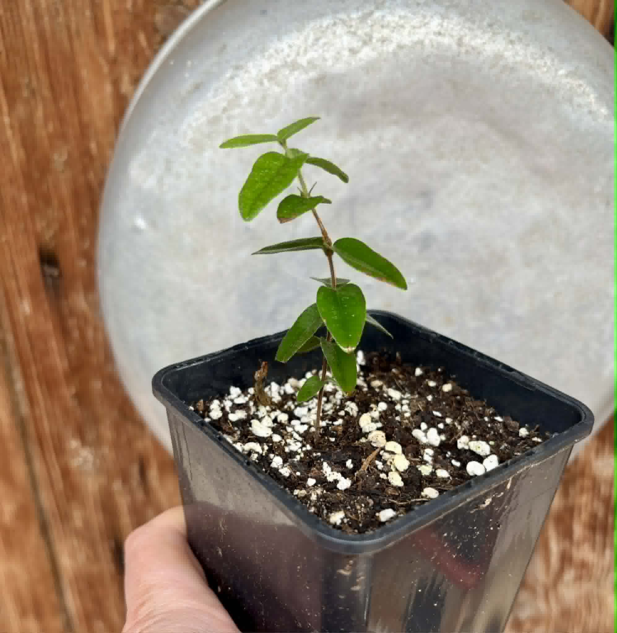 Myrciaria caerulescens (Roxa - Blue Guaquiea) - 1 potted seedling / 1 getopfter Sämling