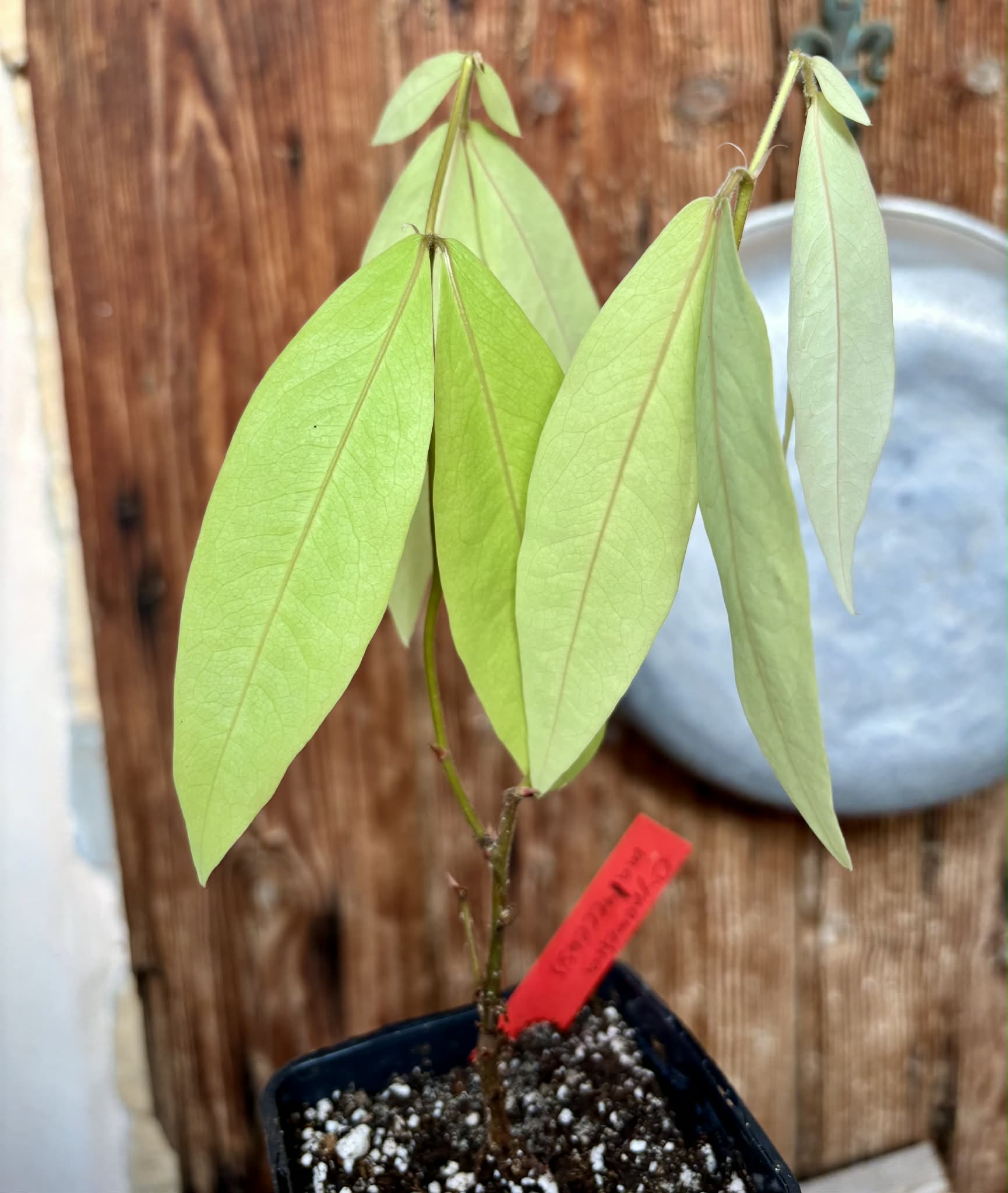 Cynometra malaccensis -  1 potted seedling / 1 getöpfter Sämling