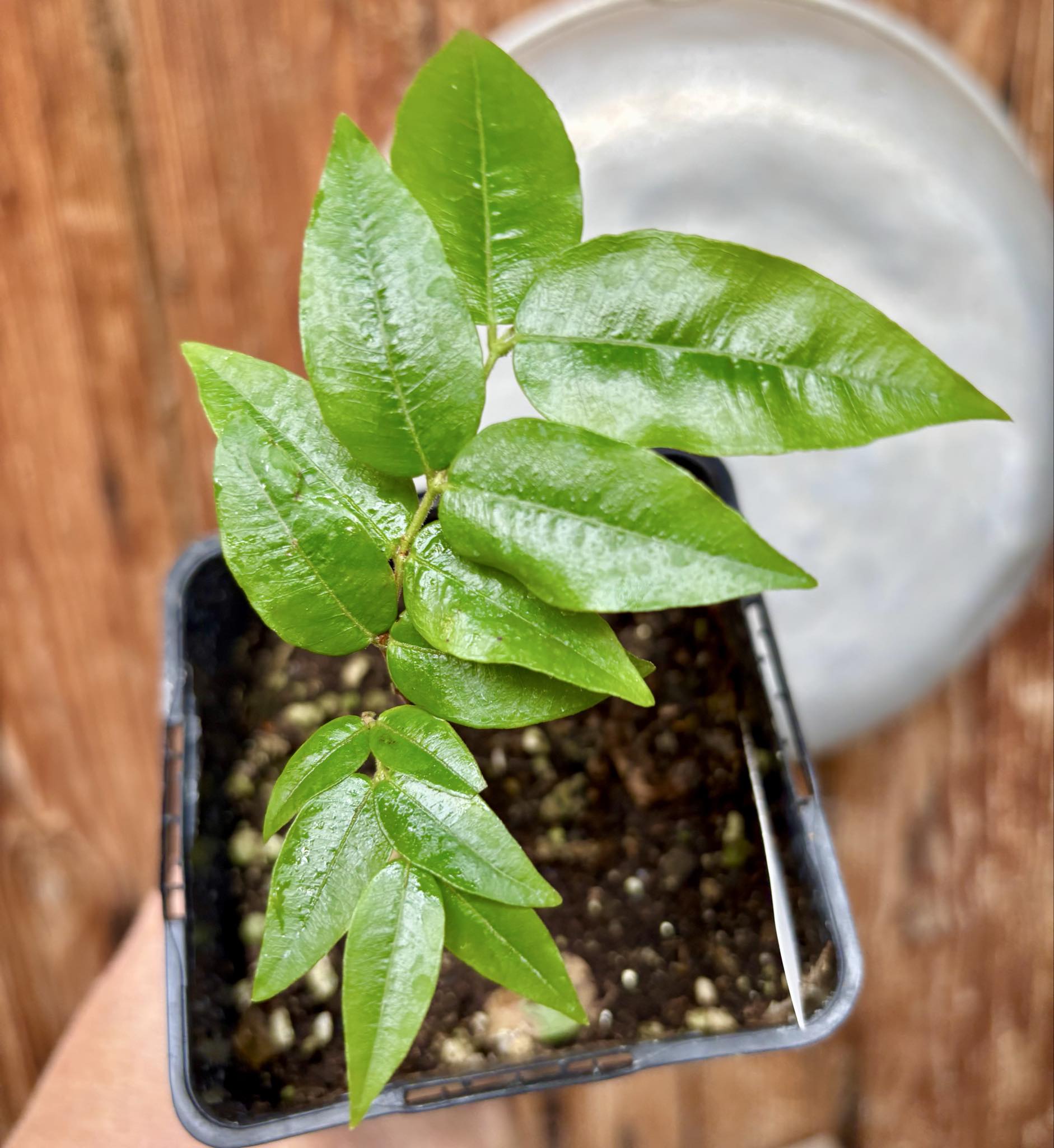Myrciaria sp Jaboticaba - 1 potted plant / 1 getopfte Pflanze Myrciaria sp Jaboticaba - 1 potted plant / 1 getopfte Pflanze