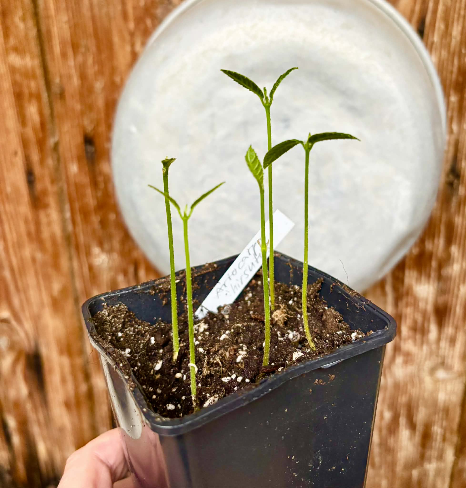 5 in 1 pot - Artocarpus hirsutus  -  5 seedlings in one pot / 5 Sämlinge in einem Topf
