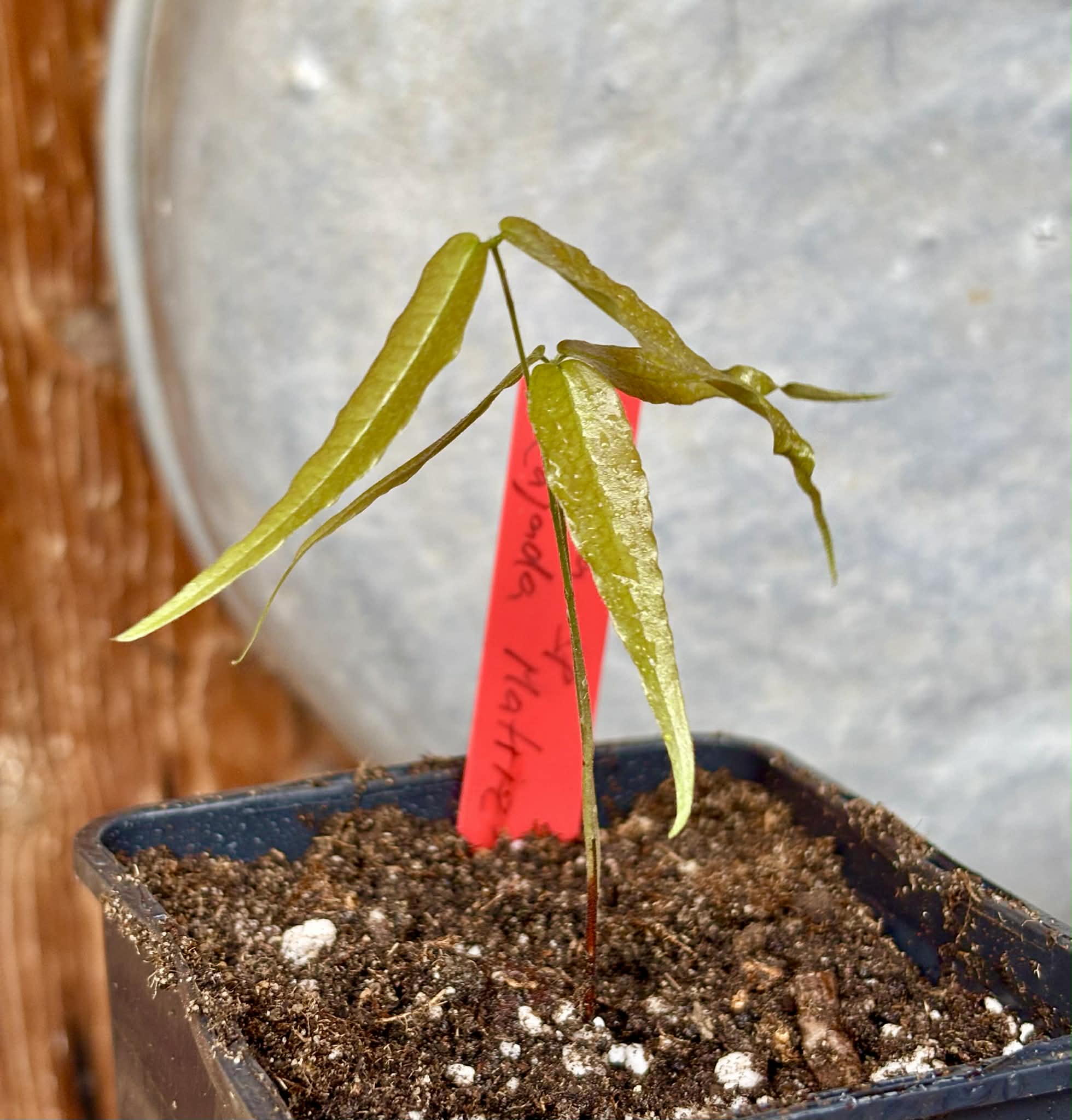 Plinia sp. Rajada Matriz 1 - 1 potted seedling / 1 getopfter Sämling