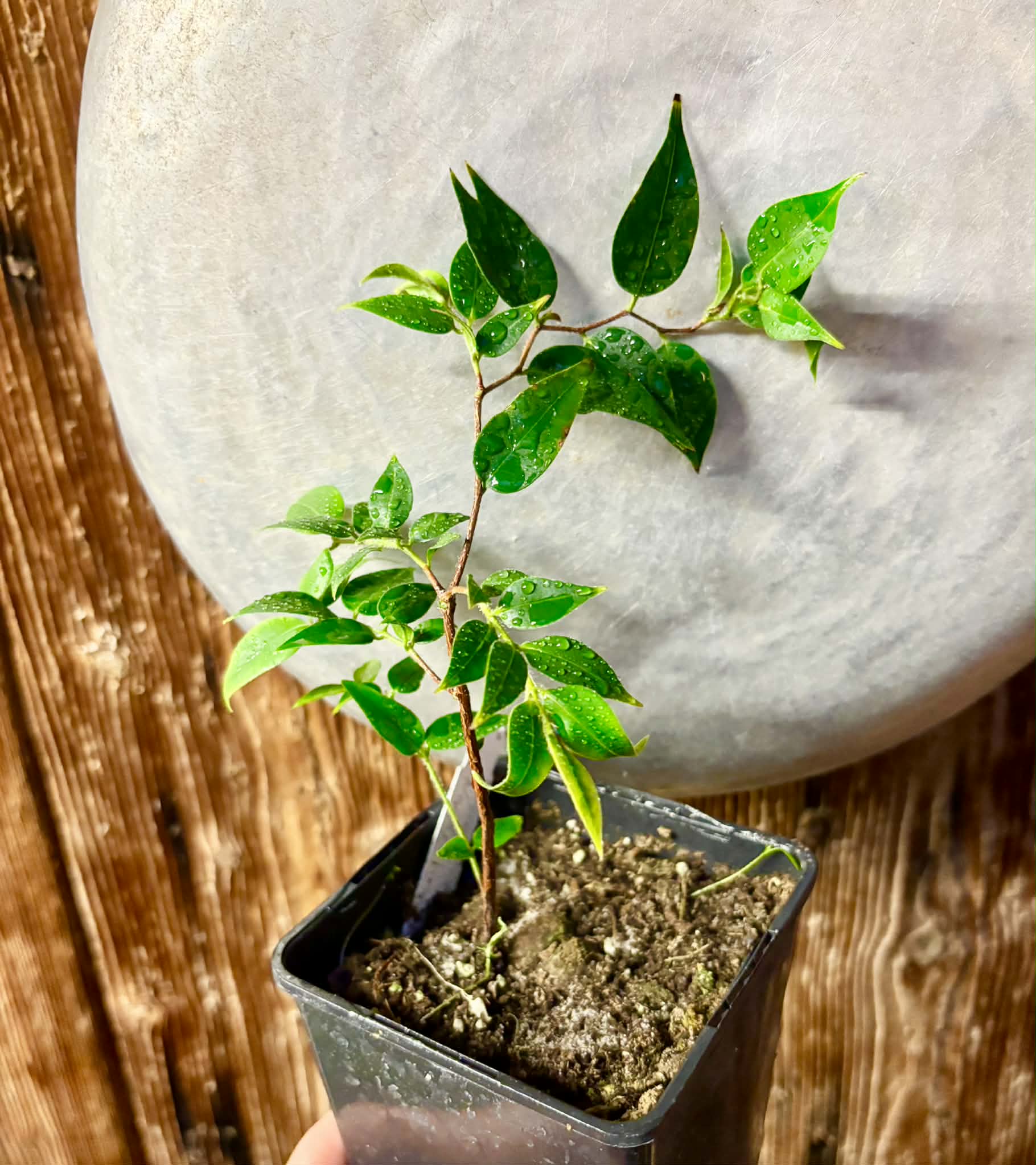 Myrciaria sp Nordestina - 1 potted plant / 1 getopfte Pflanze