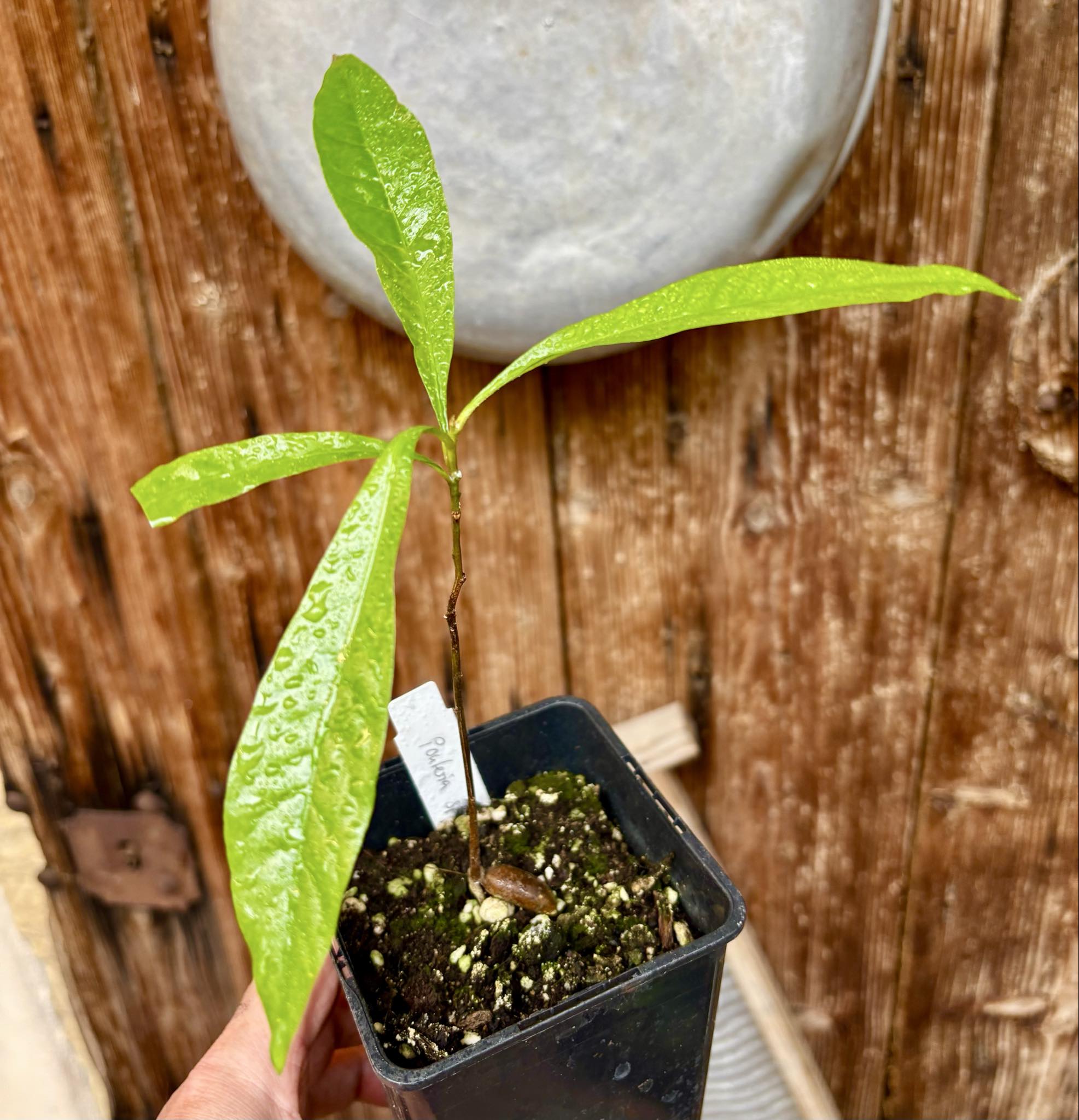 Pouteria sp Ajara - 1 potted plant / 1 getopfte Pflanze