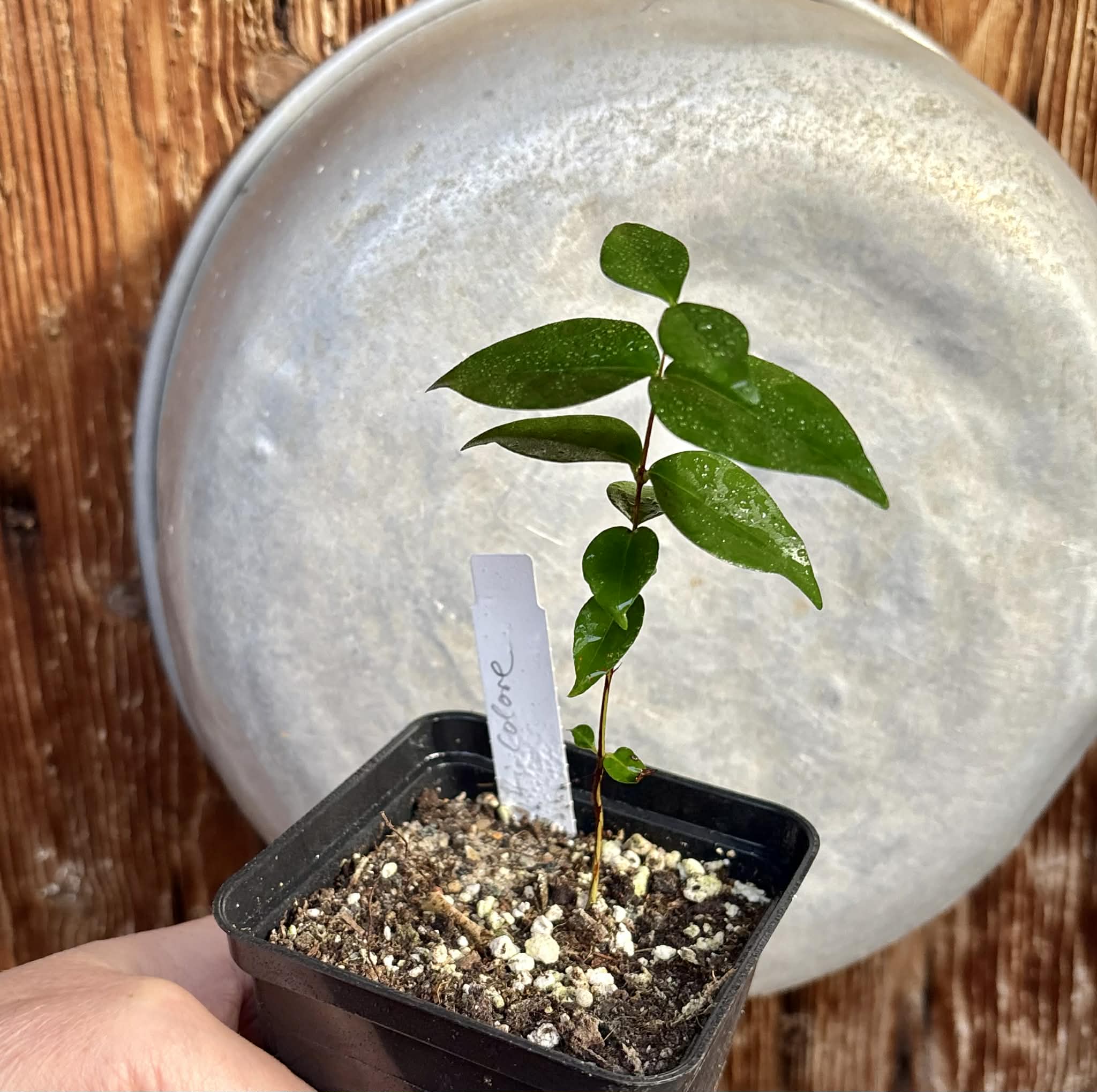 Eugenia uniflora var. Tutti Colore  - 1 spotted seedling / 1 getopfter Sämling