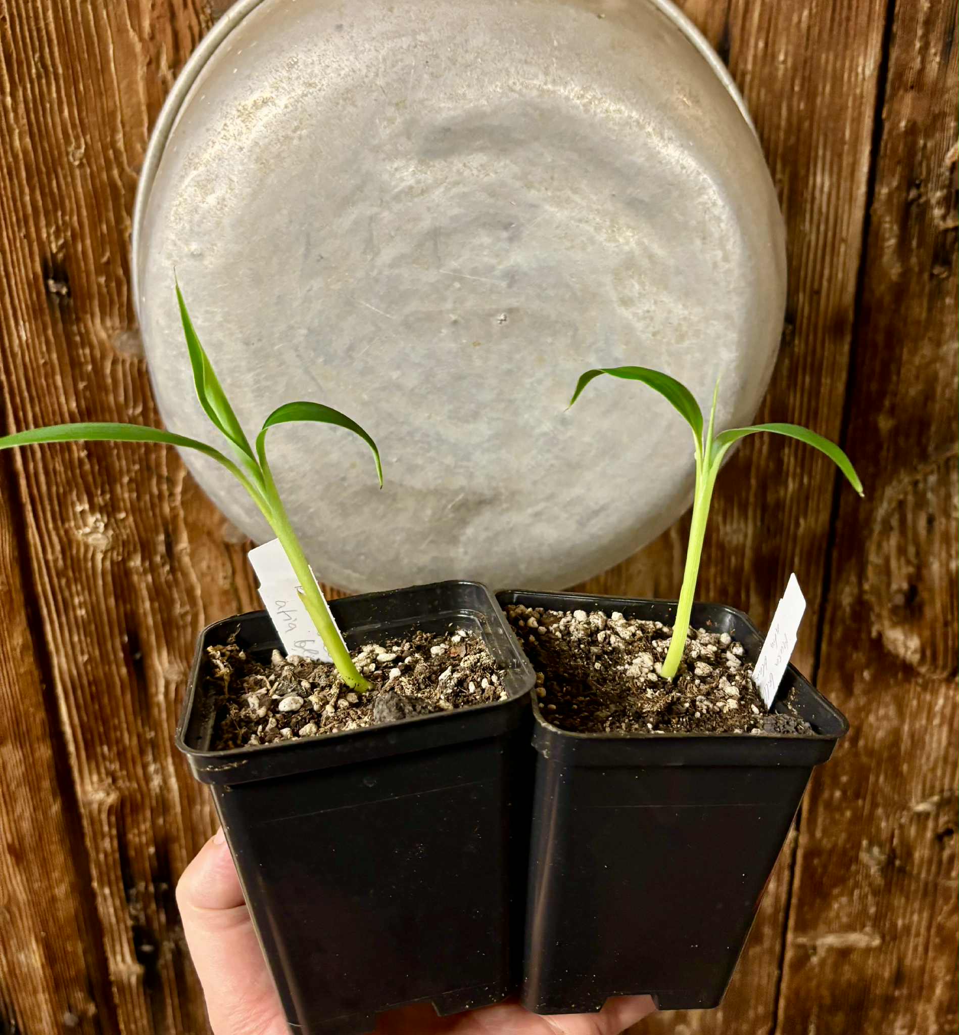 Musa balbisiana var Atia black - 1 small potted seedling / 1 kleiner, getopfter Sämling