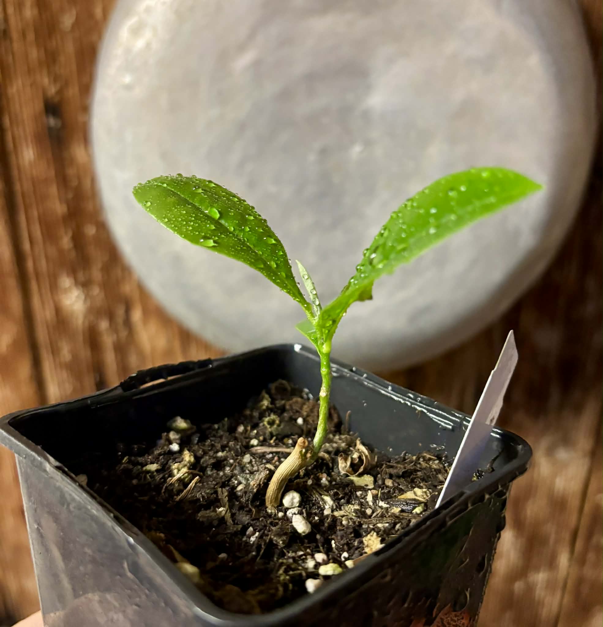 Duguetia lanceolata - Pindaiba - 1 potted seedling / 1 getopfter Sämling