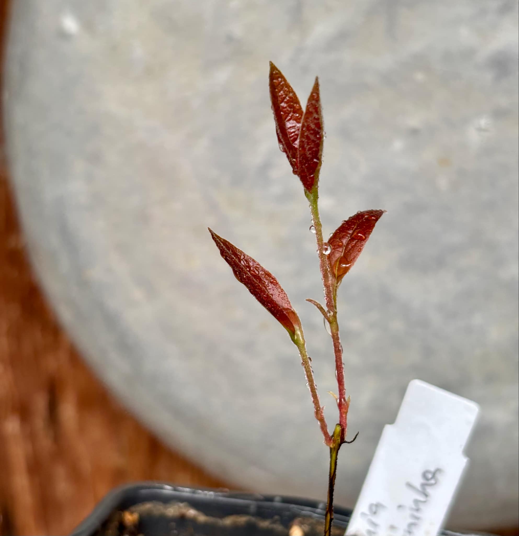Eugenia campininha  -  1 small potted seedling / 1 kleiner, getopfter Sämling