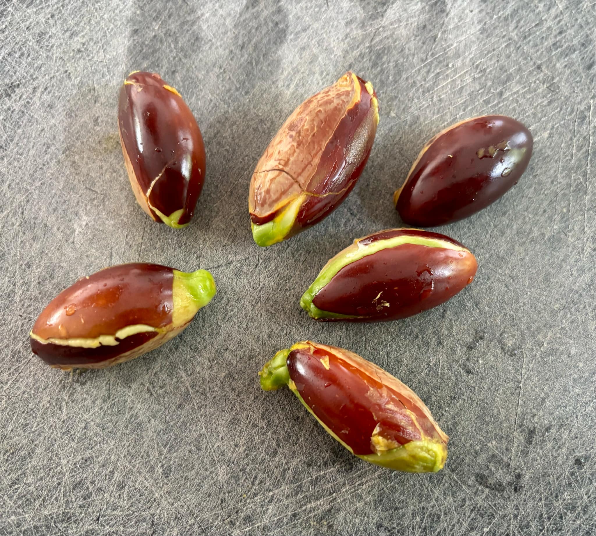 Canistel var. Fairchild 2  (Lucuma campechiana) - 1 fresh seed / 1 frischer Samen