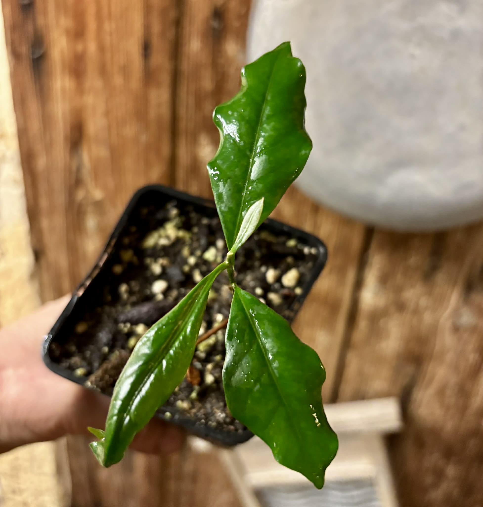 Pouteria sp Ajara - 1 potted plant / 1 getopfte Pflanze