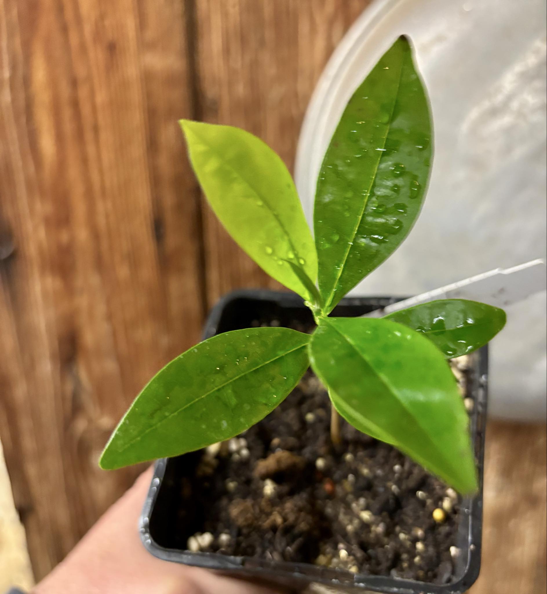 Duguetia lanceolata - Pindaiba - 1 potted seedling / 1 getopfter Sämling