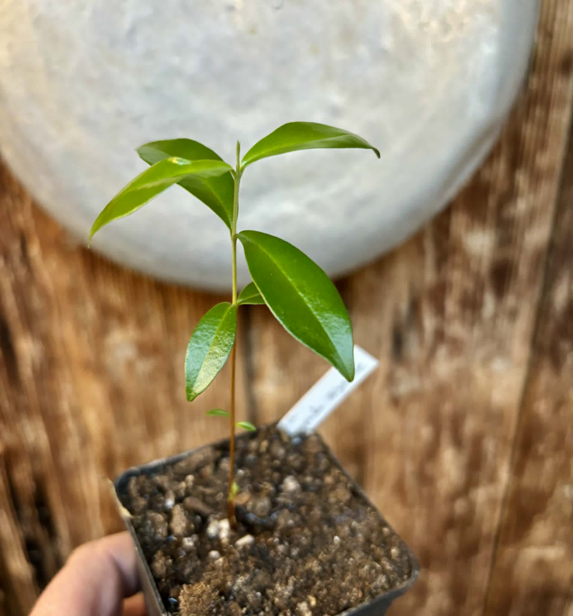 Cherry of Rio Grande var. Gigante (Eugenia involucrata) - 1 potted seedling / 1 getopfter Sämling