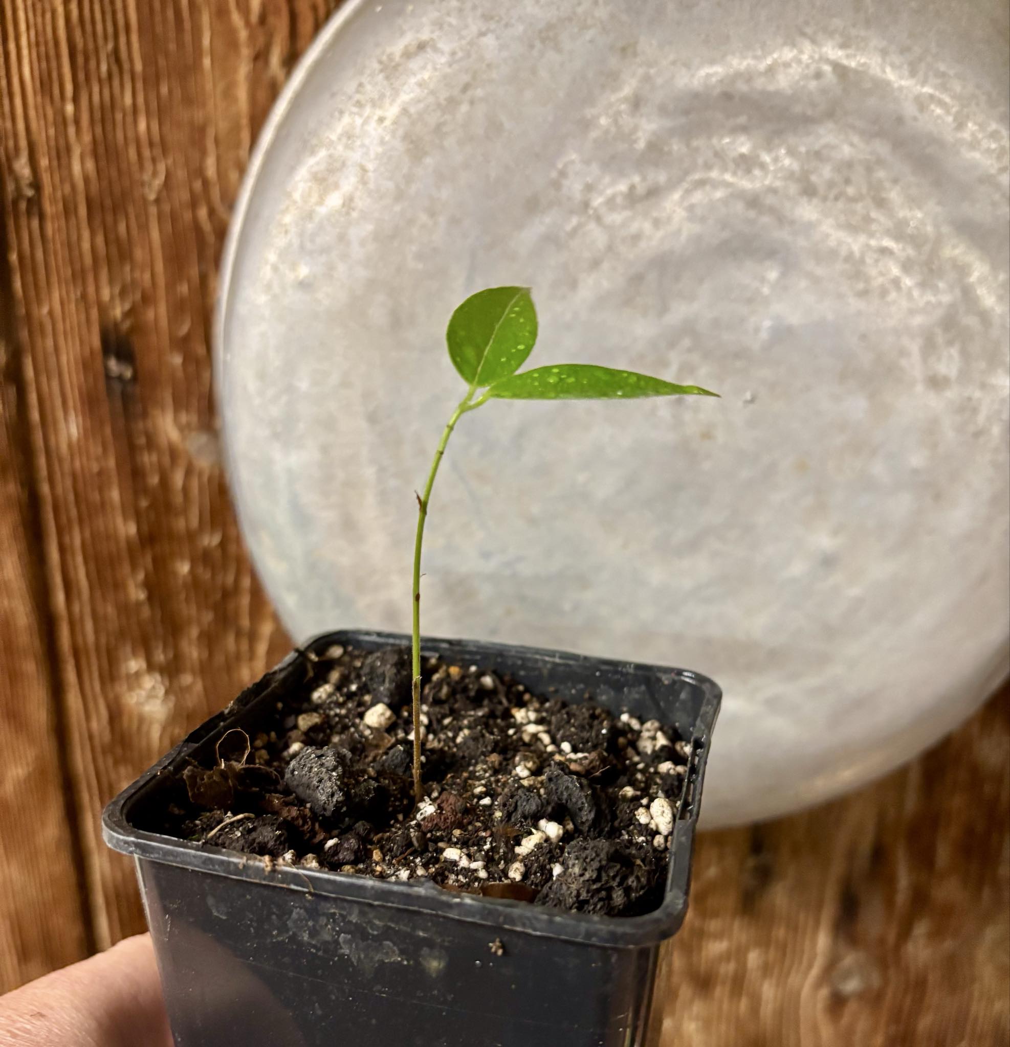Plinia edulis - 1 small potted seedling / 1 kleiner, getopfter Sämling Plinia edulis - 1 small potted seedling / 1 kleiner, getopfter Sämling