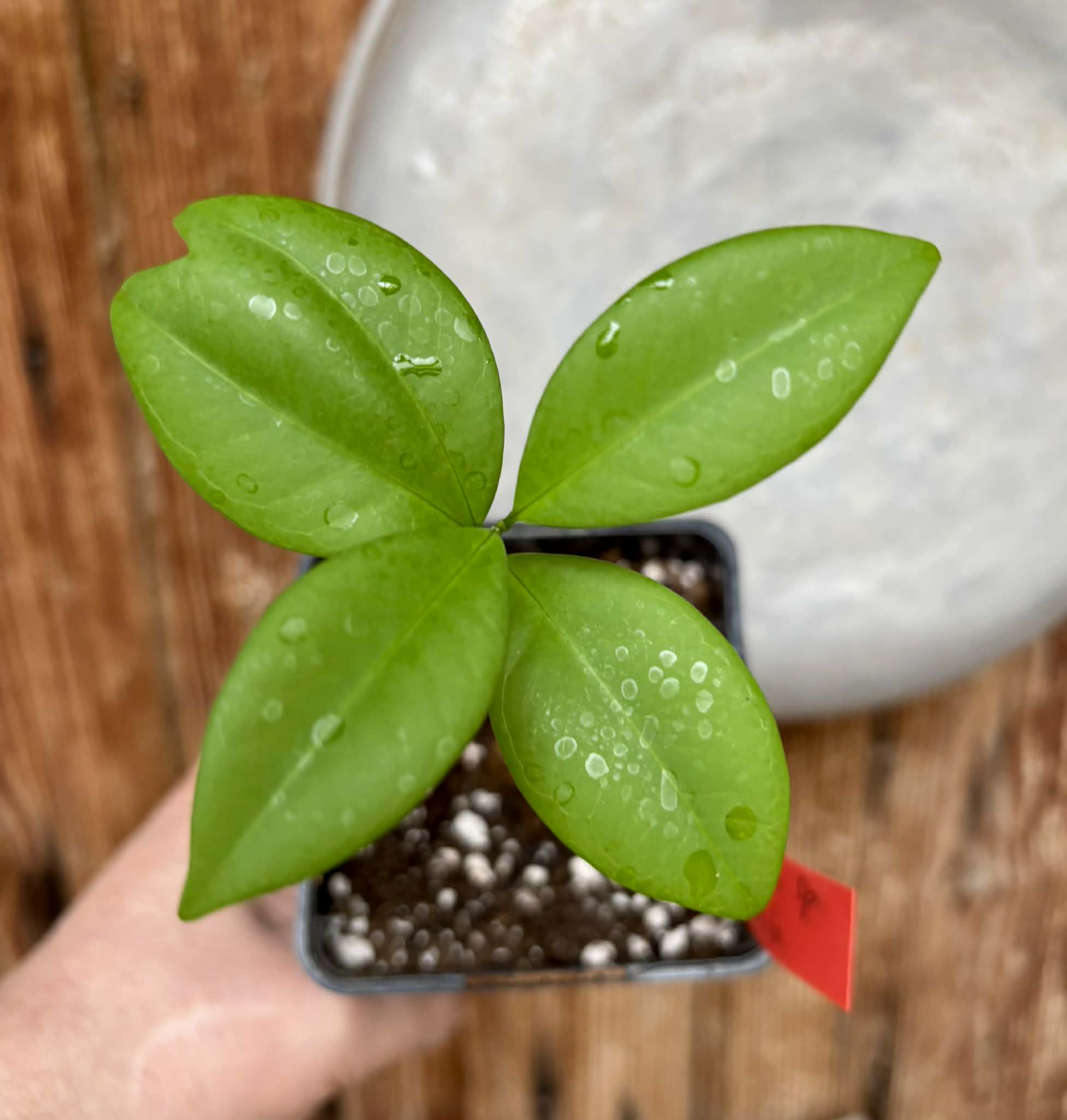 Hybrid Typ B - Eugenia sp Itayuba - 1 potted seedling / 1 getopfter Sämling