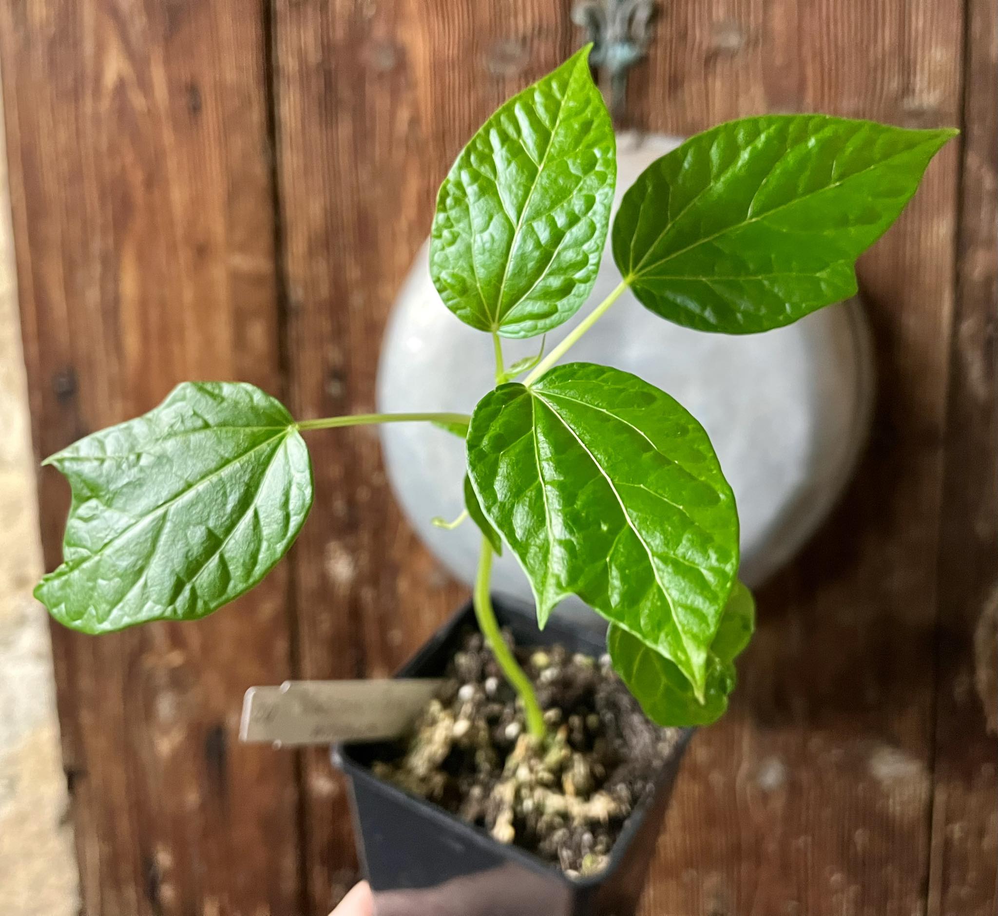 Vasconcellea monoica