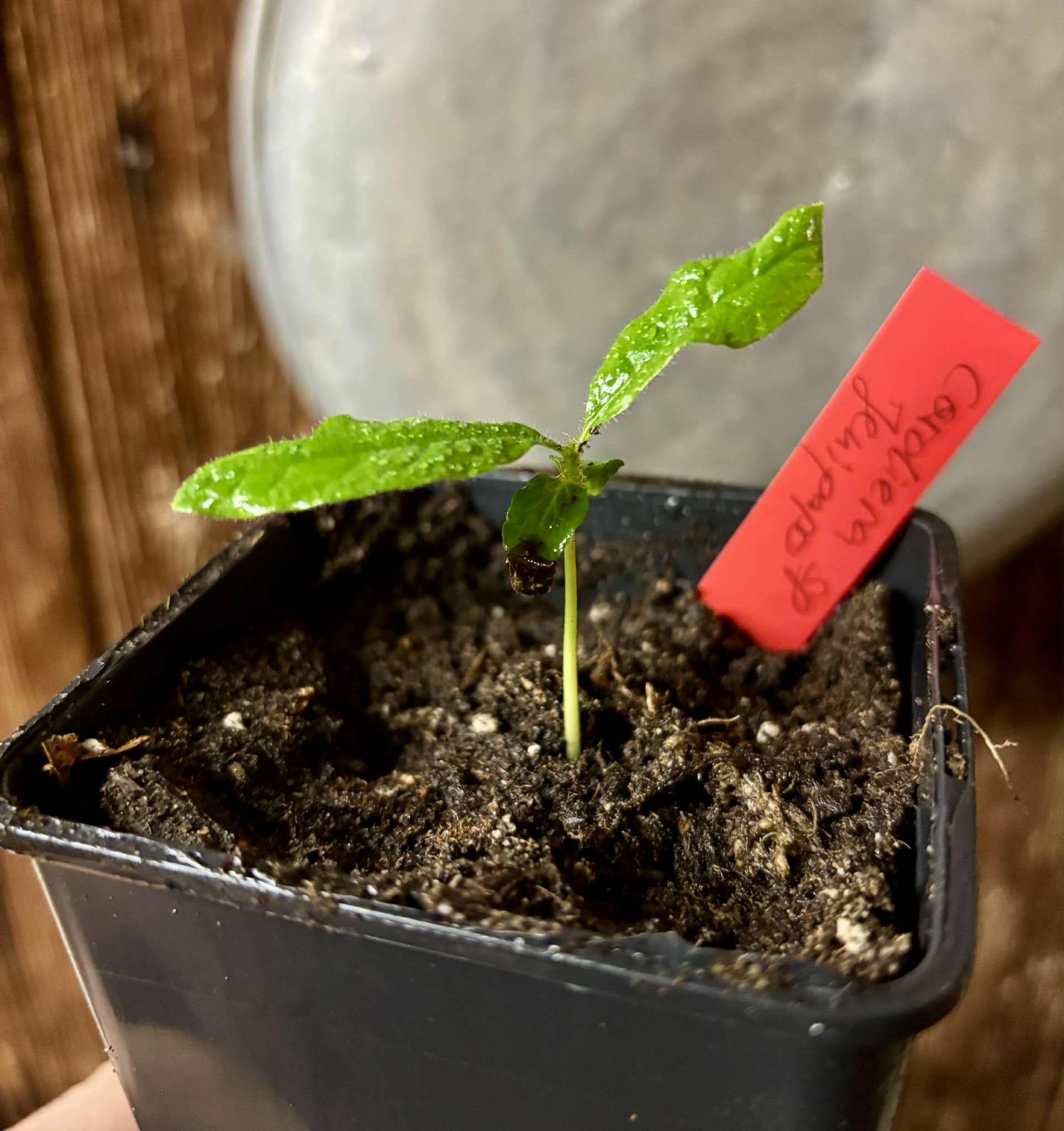 Cordiera sp Jenipapo - 1 potted seedling / 1 getopfter Sämling