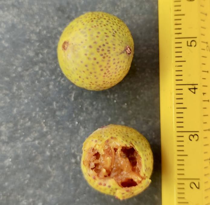 Myrciaria Yari sementes de Psidium - 1 frischer Samen / 1 frischer Samen