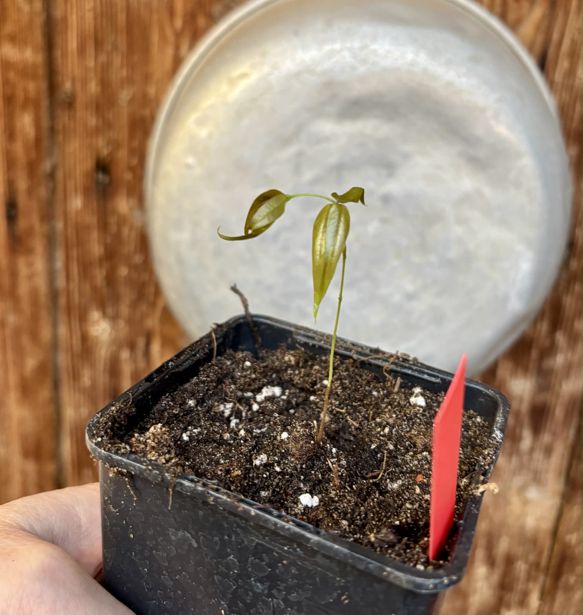 Plinia sp. Listrada - 1 potted seedling / 1 getopfter Sämling