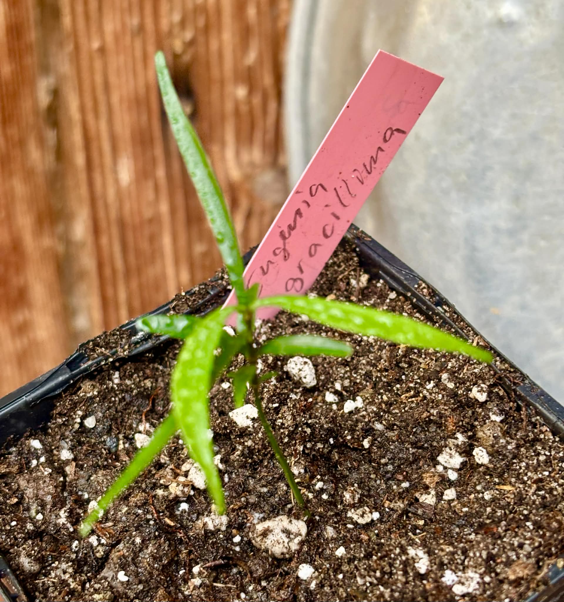 Fruto da Murta (Eugenia gracillima) - 1 small potted seedling / 1 kleiner, getopfter Sämling