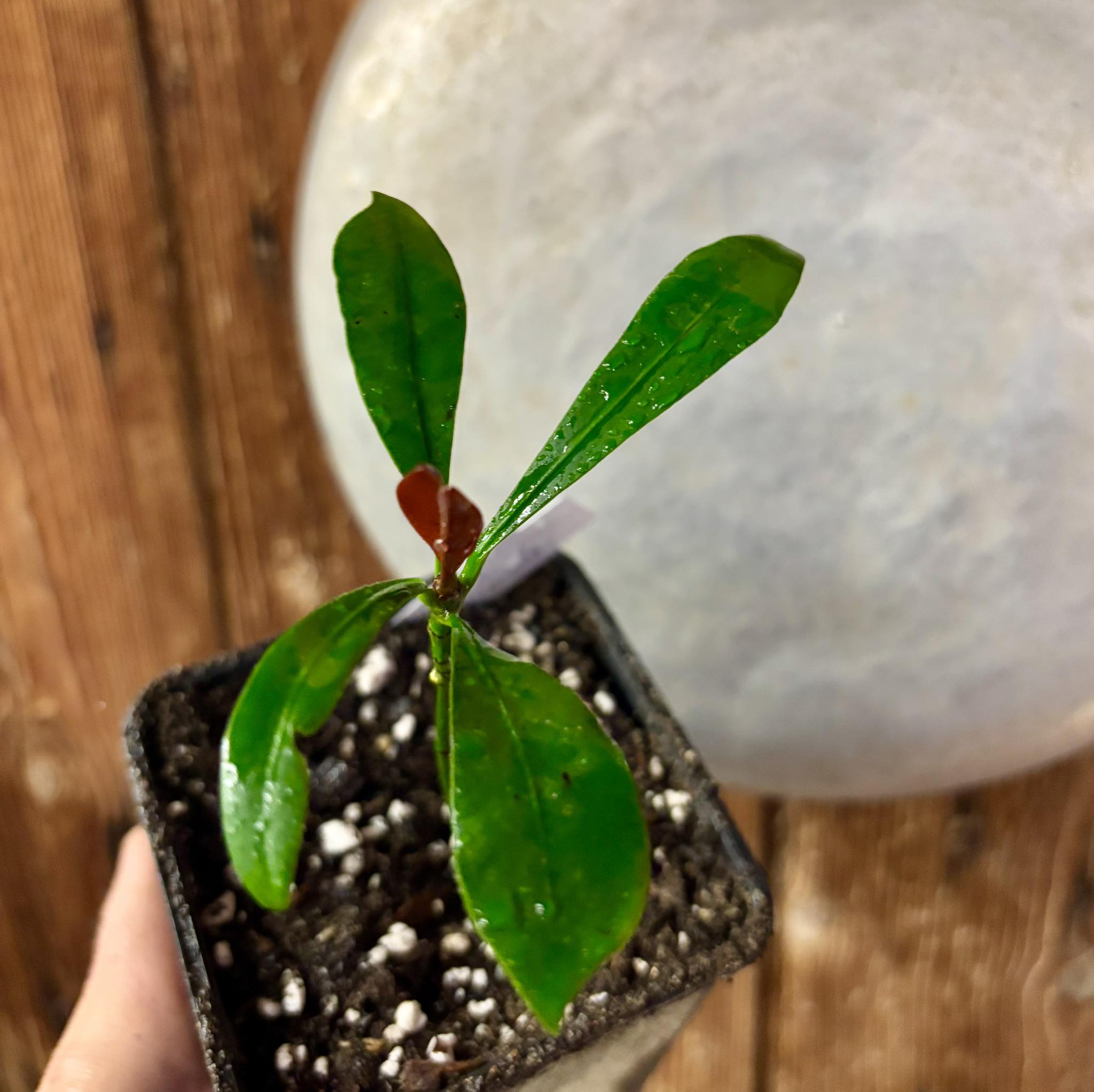 Lemon Drop Mangosteen (Garcinia intermedia) Nr. 2 - 1 potted plant / 1 getopfte Pflanze