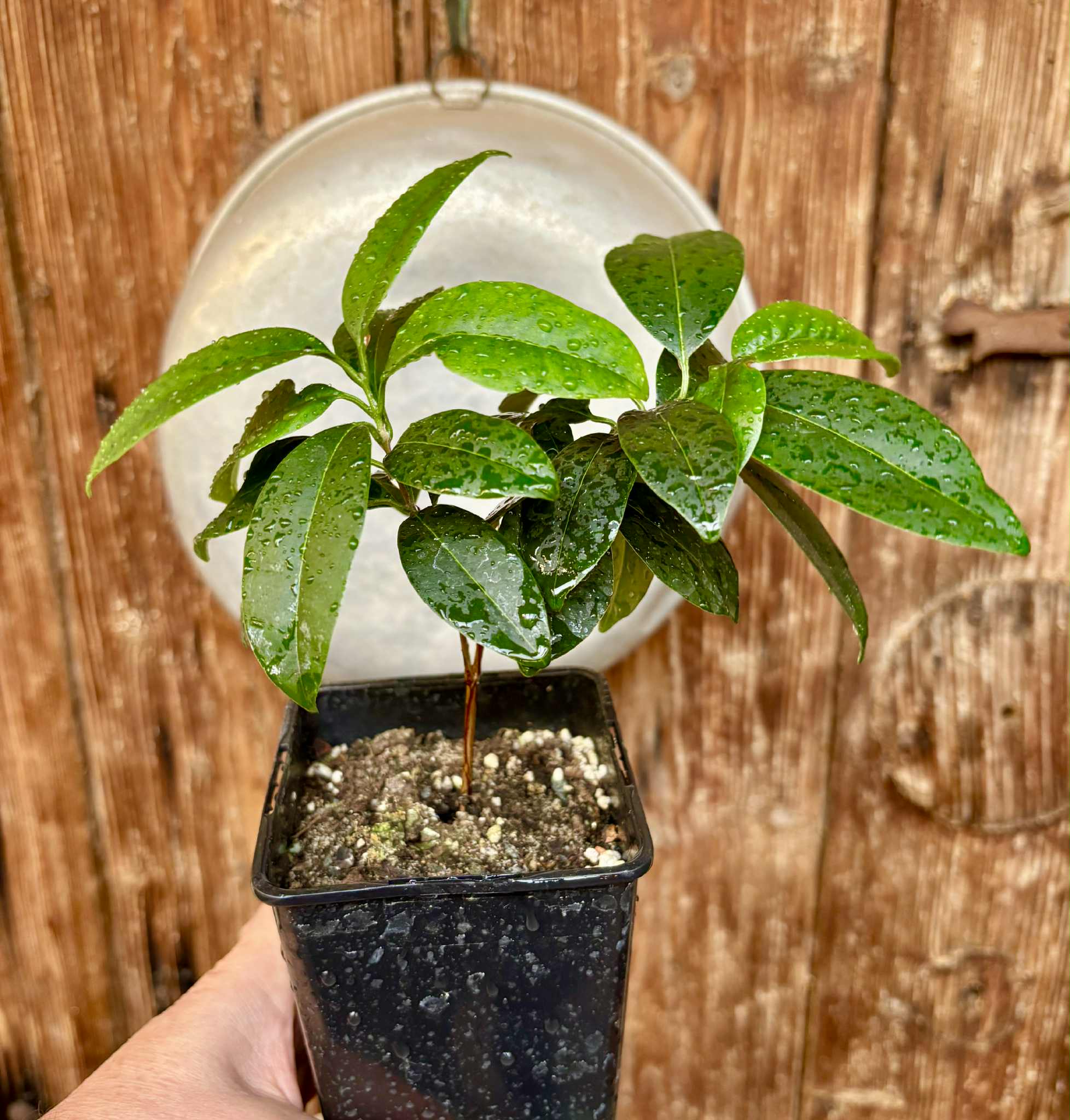 Eugenia dichroma - Pitanga Fanta - 1 potted seedling / 1 getopfter Sämling