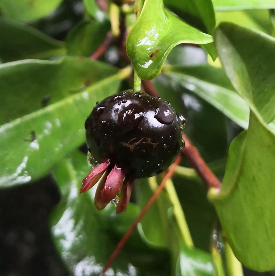 3 years old - Eugenia ligustrina var. black - 1 potted plant / 1 getopfte Pflanze