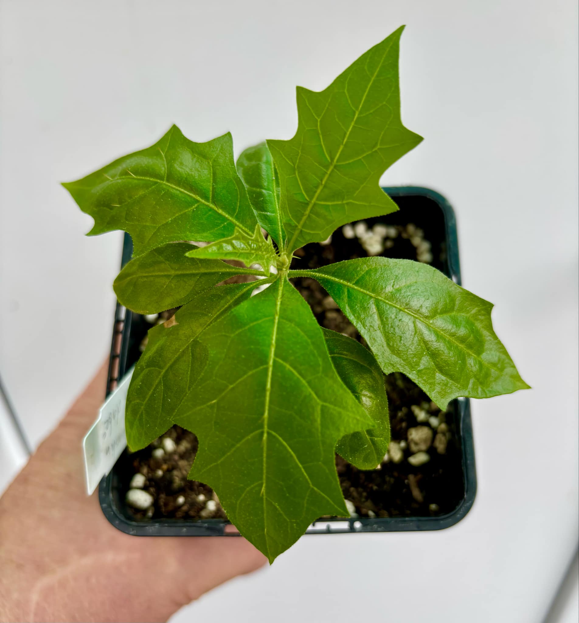 Solanum schizandrum - 1 small, potted seedling / 1 kleiner, getopfter Sämling