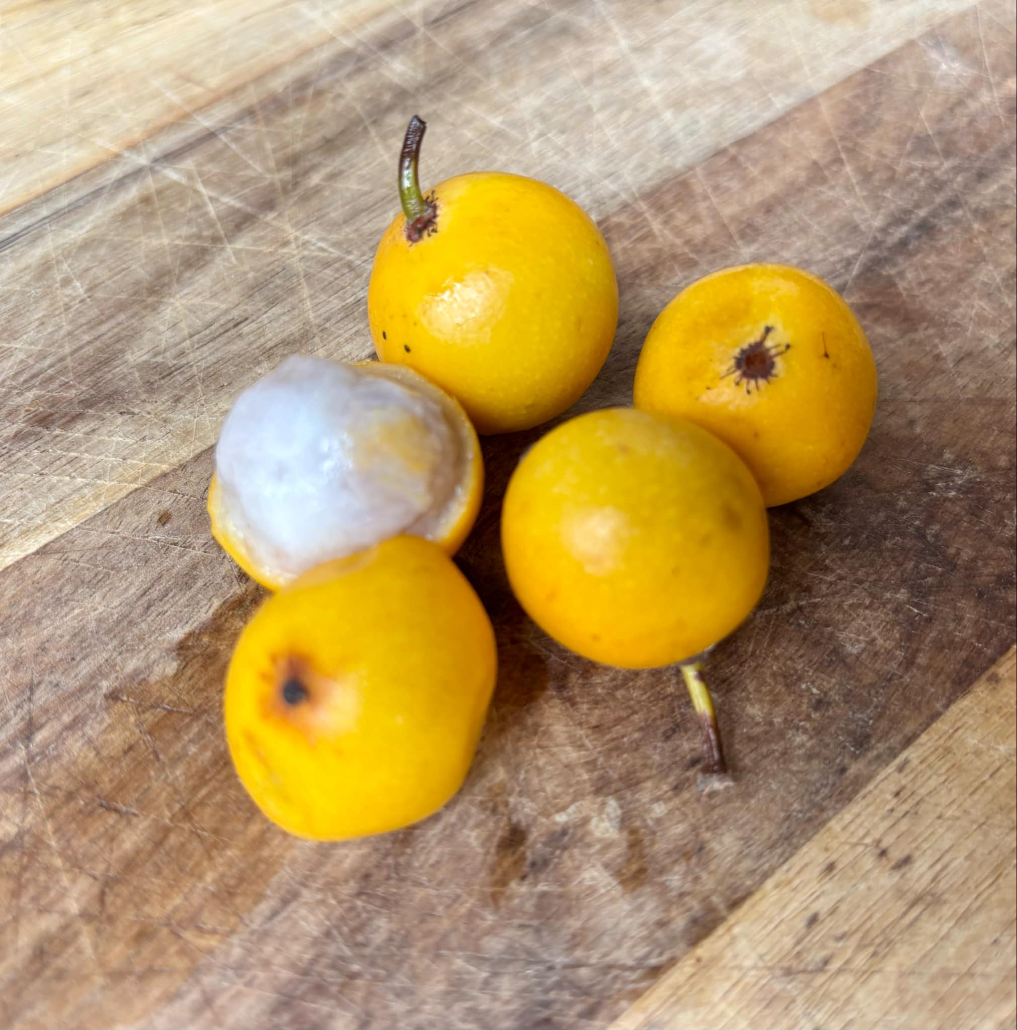 Lemon Drop Mangosteen (Garcinia intermedia) - 1 fresh seed / 1 frischer Samen