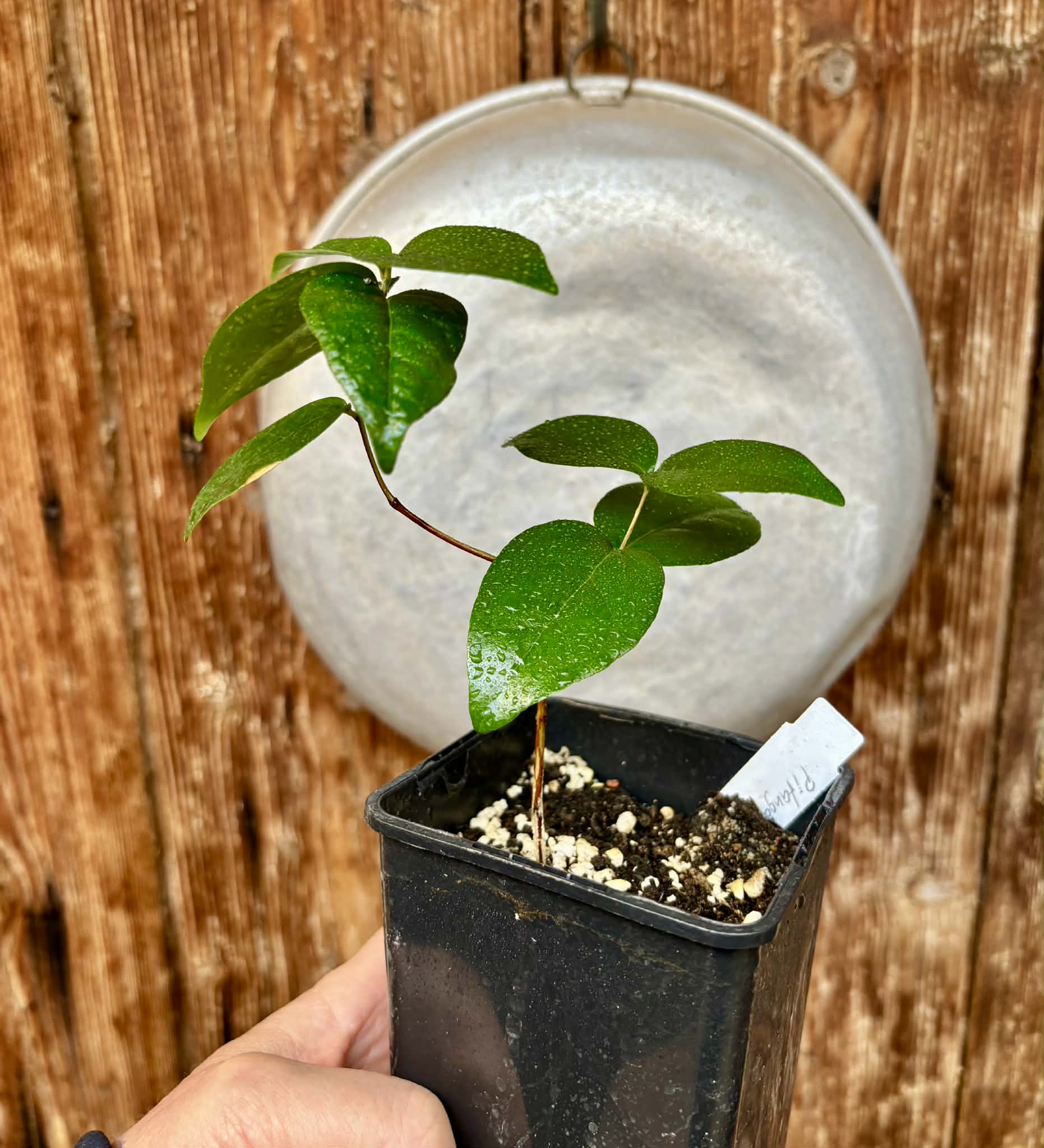 Eugenia uniflora var. red  - cultivated variety / 1 potted plant / 1 getopfte Pflanze