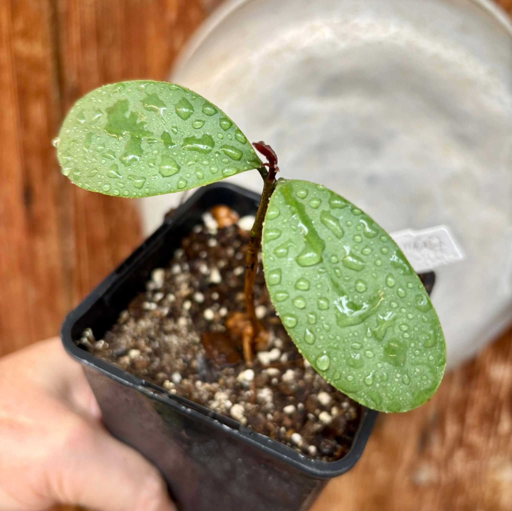 Eugenia sp Unana -  1 small potted seedling / 1 kleiner getopfter Sämling