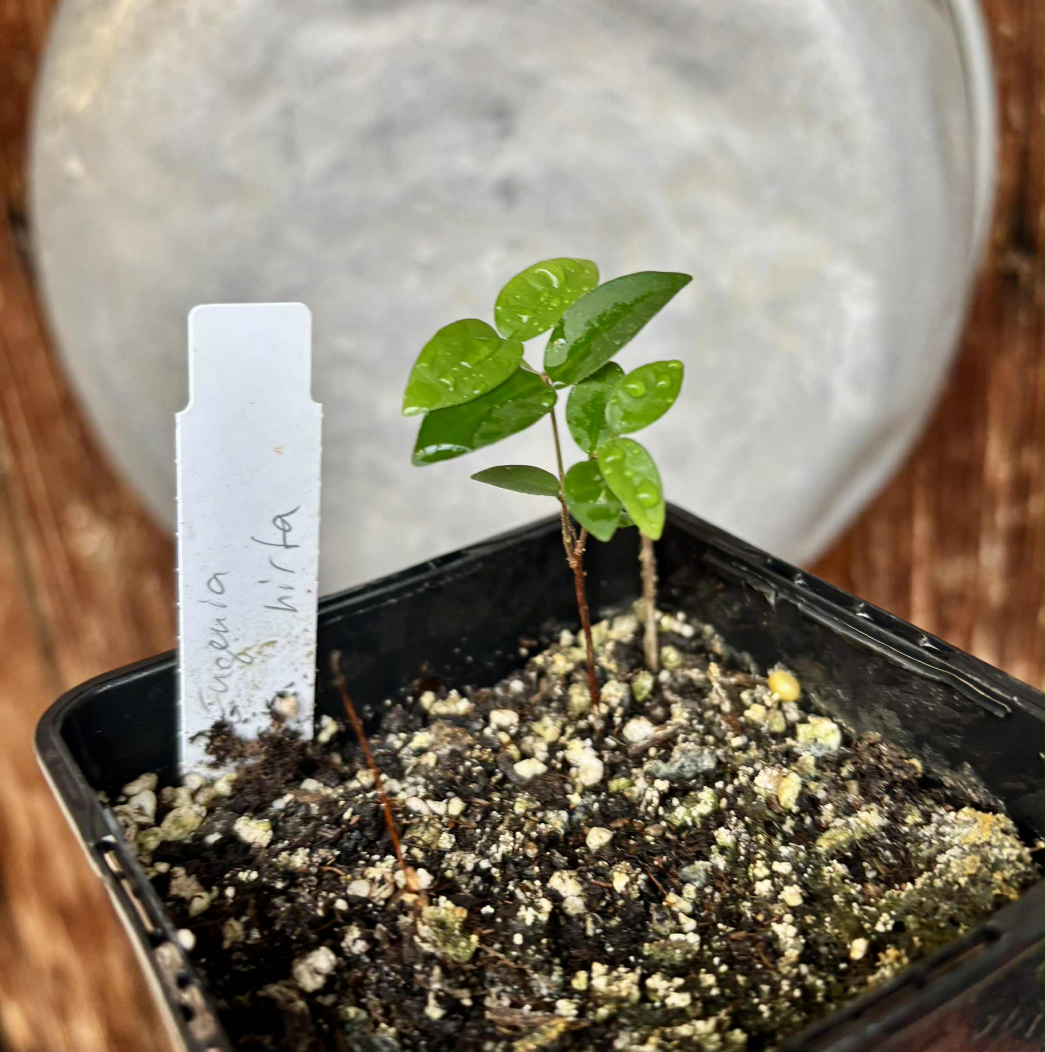 Eugenia hirta - 1 potted seedling/ 1 getopfter Sämling
