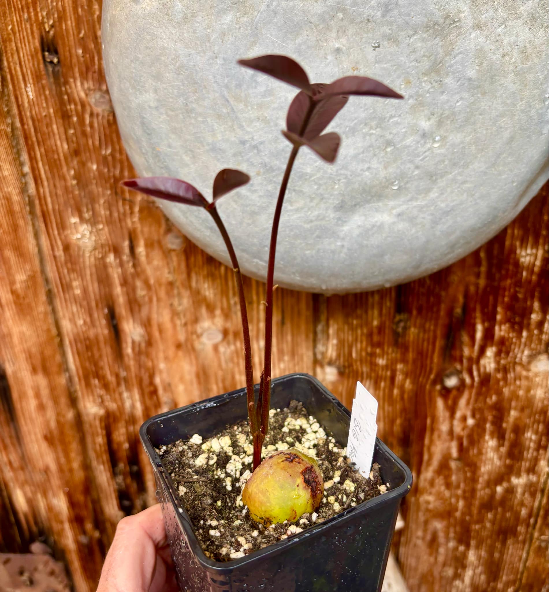 Eugenia sp Maca BIG -  1 small potted seedling / 1 kleiner, getopfter Sämling