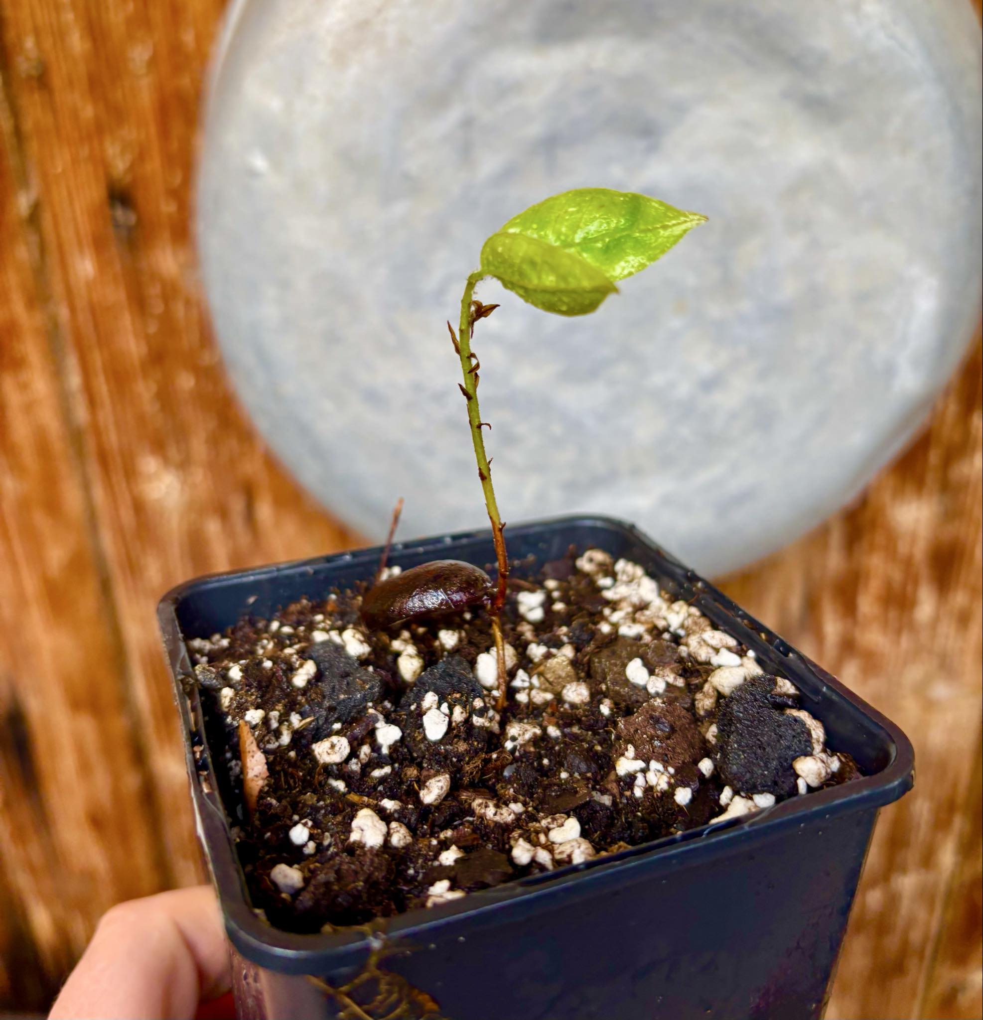 Plinia edulis - 1 potted seedling / 1 getopfter Sämling