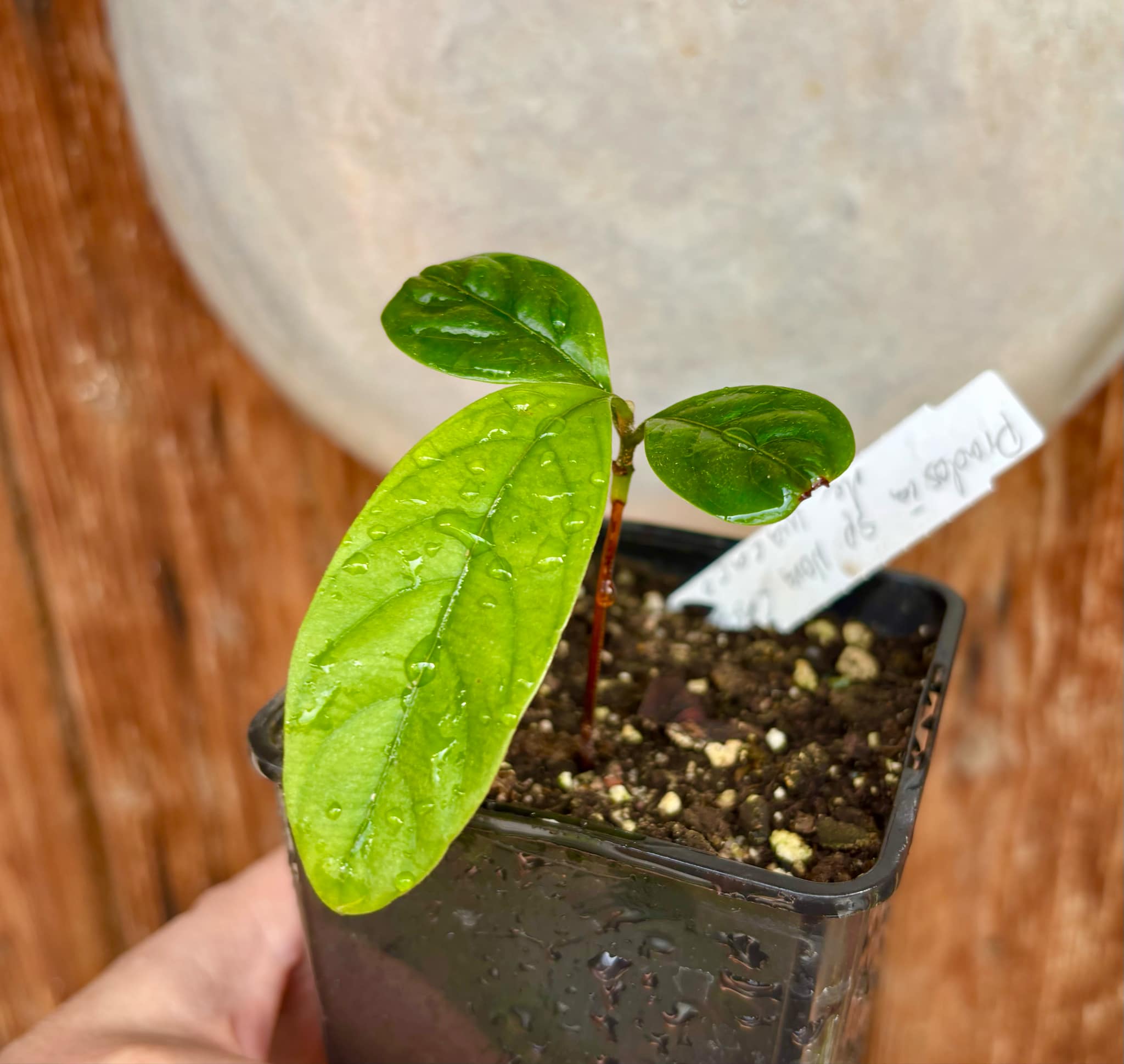 Pradosia sp Nova Cacau de Macaco  -  1 small potted seedling / 1 kleiner, getopfter Sämling