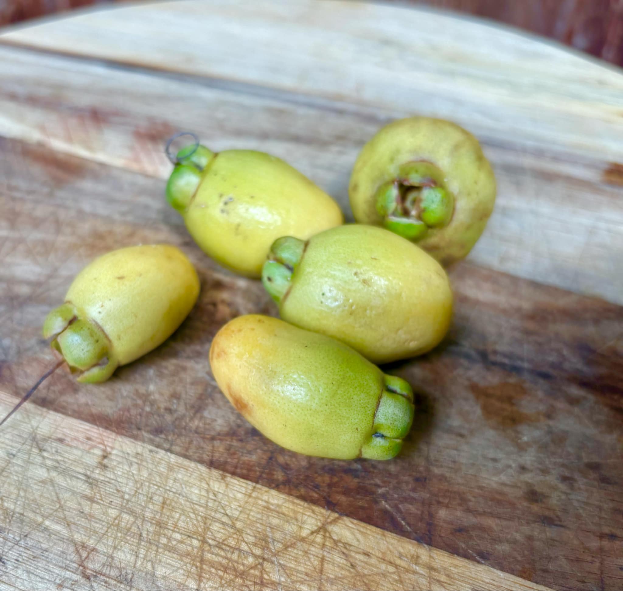 Rose Apple (Syzygium jambos) - 1 fresh seed / 1 frischer Samen Rose Apple (Syzygium jambos) - 1 fresh seed / 1 frischer Samen