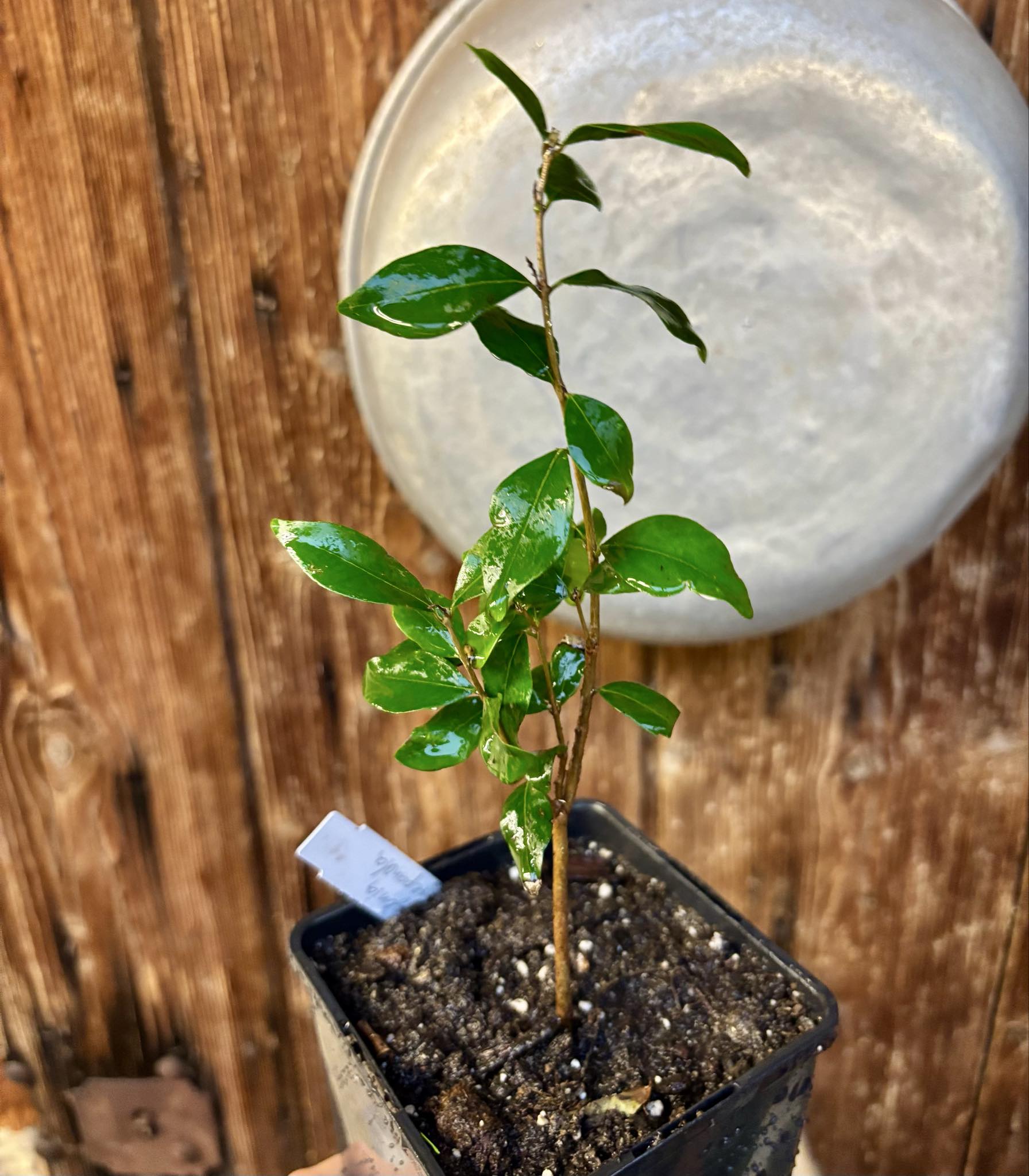 two years old - Eugenia repanda - 1 potted plant / 1 getopfte Pflanze