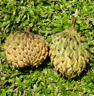 Annona rensoniana  - 2 germinated seeds / 2 gekeimte Samen