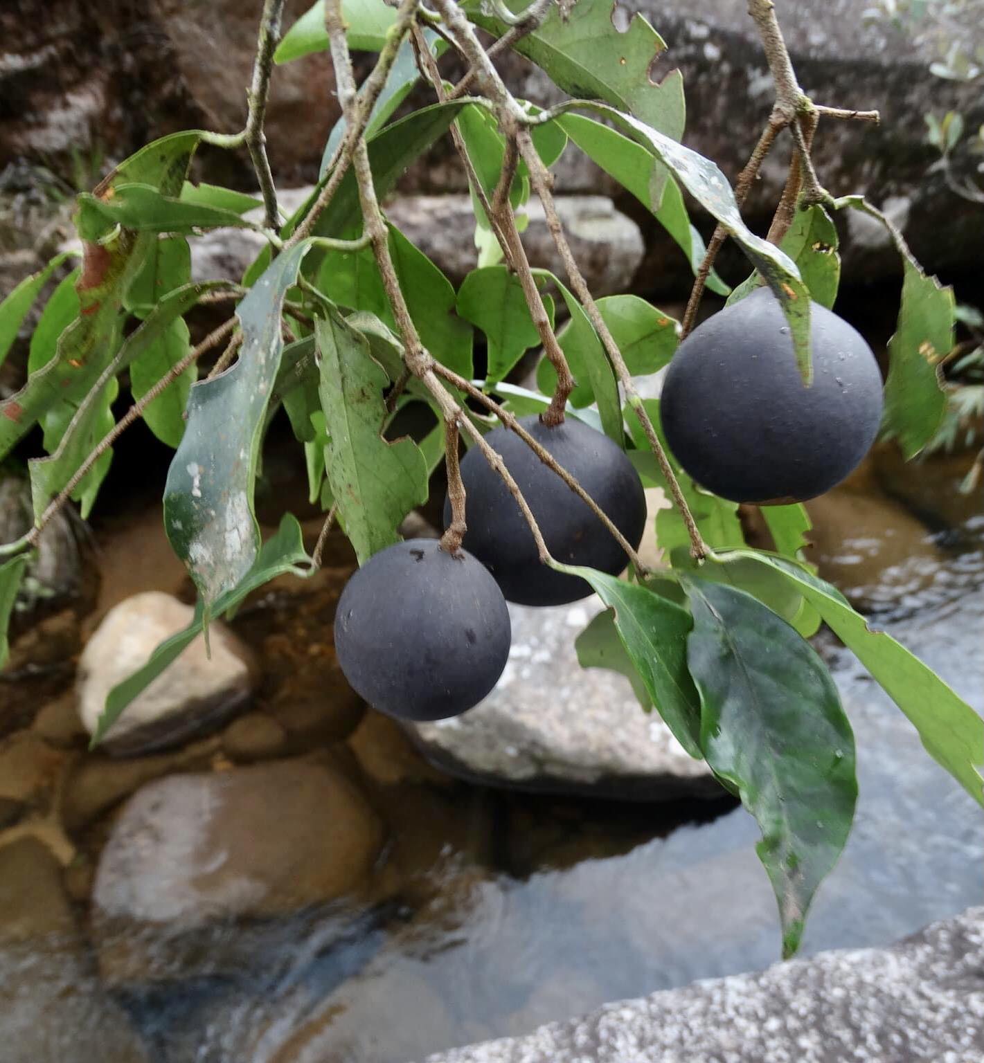 Peritassa hatschbachii  - 1 potted plant / 1 getopfte Pflanze