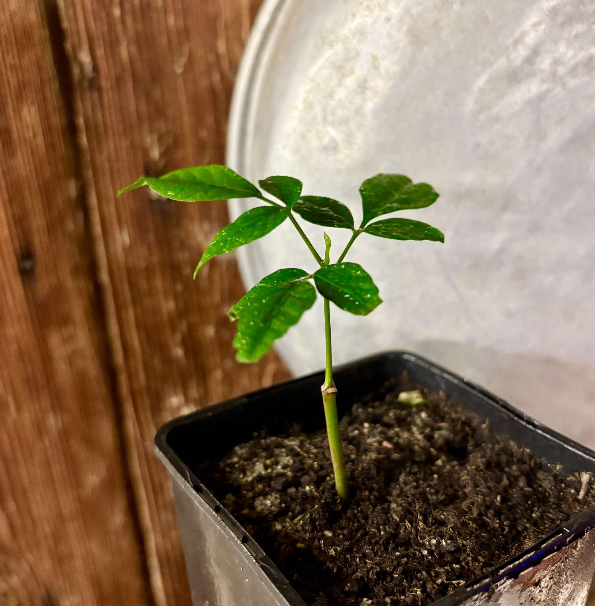 Spondias dulcis - 1 small potted seedling / 1 kleiner, getopfter Sämling Spondias dulcis - 1 small potted seedling / 1 kleiner, getopfter Sämling