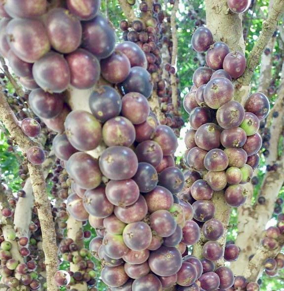 Plinia spiritosantensis var. Mucuri Velvet - 1 potted plant/ 1 getopfte Pflanze