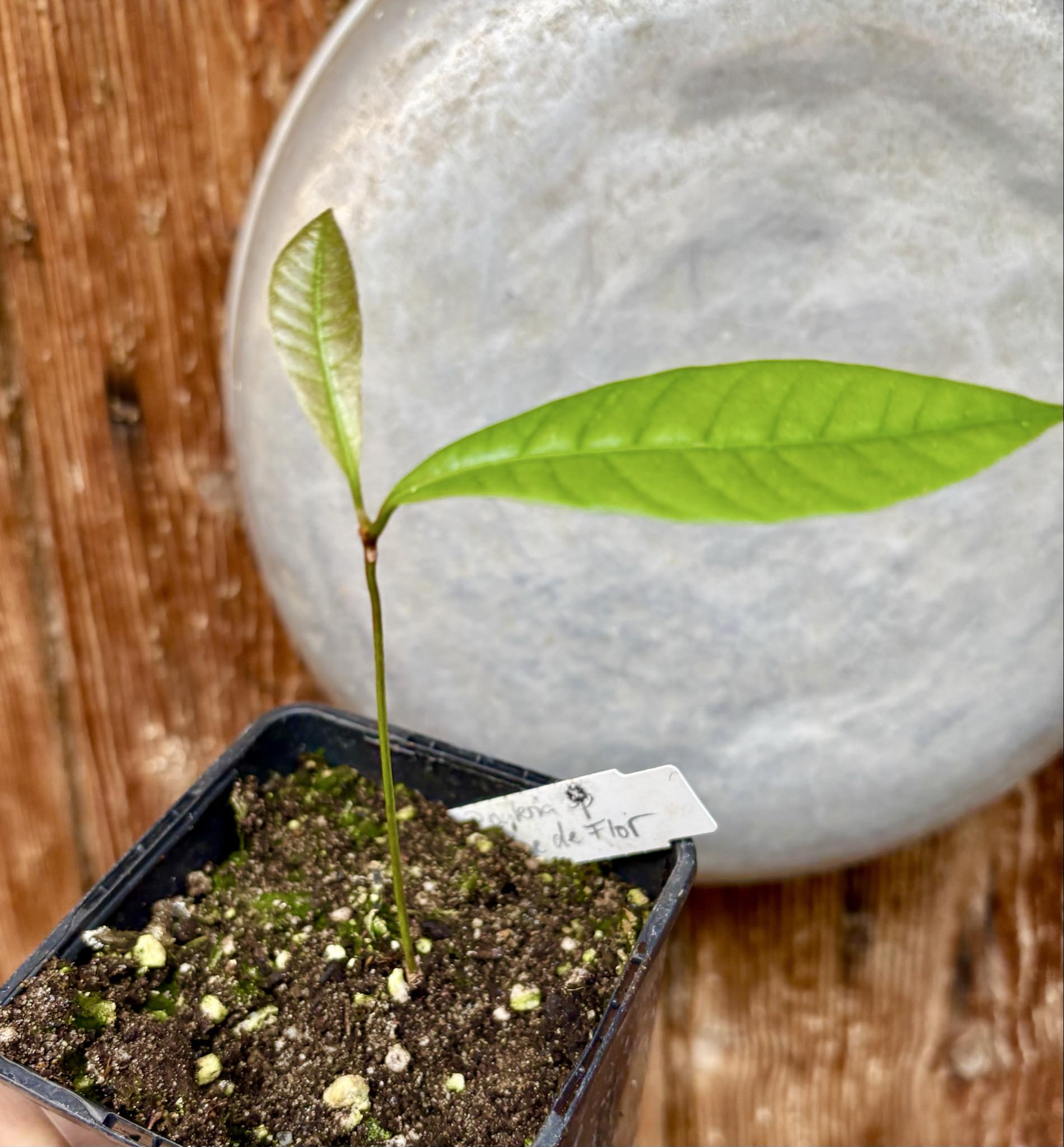 Pouteria sp Calice de Flor  -  1 small potted seedling / 1 kleiner, getopfter Sämling