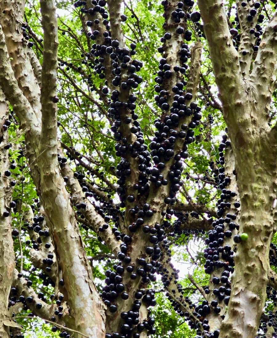 Plinia sp. do Frade - 1 fresh seed / 1 frischer Samen