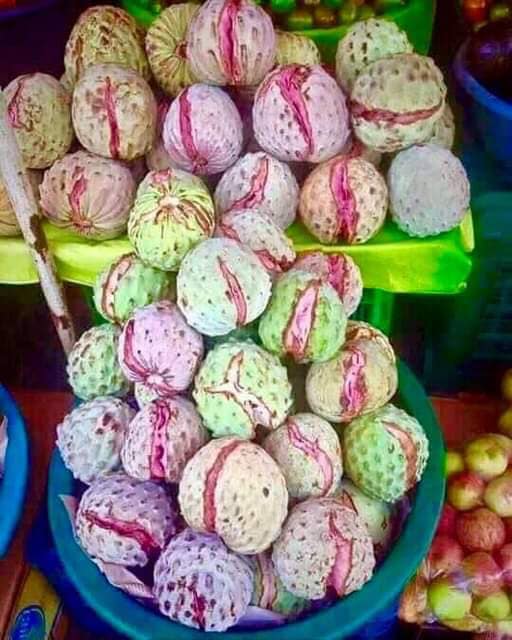 Ilama (Annona macroprophyllata) - 1 fresh seed / 1 frischer Samen