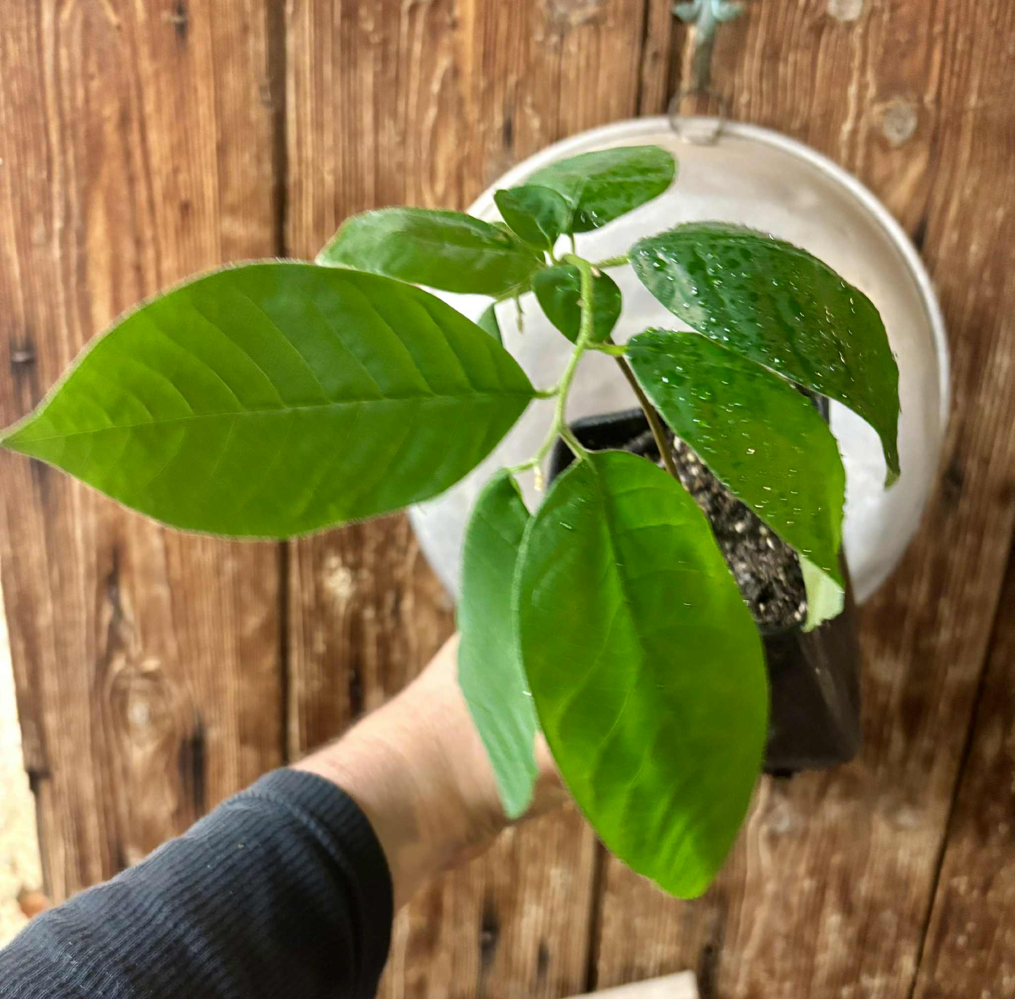 Annona sylvatica - 1 potted plant / 1 getopfte Pflanze